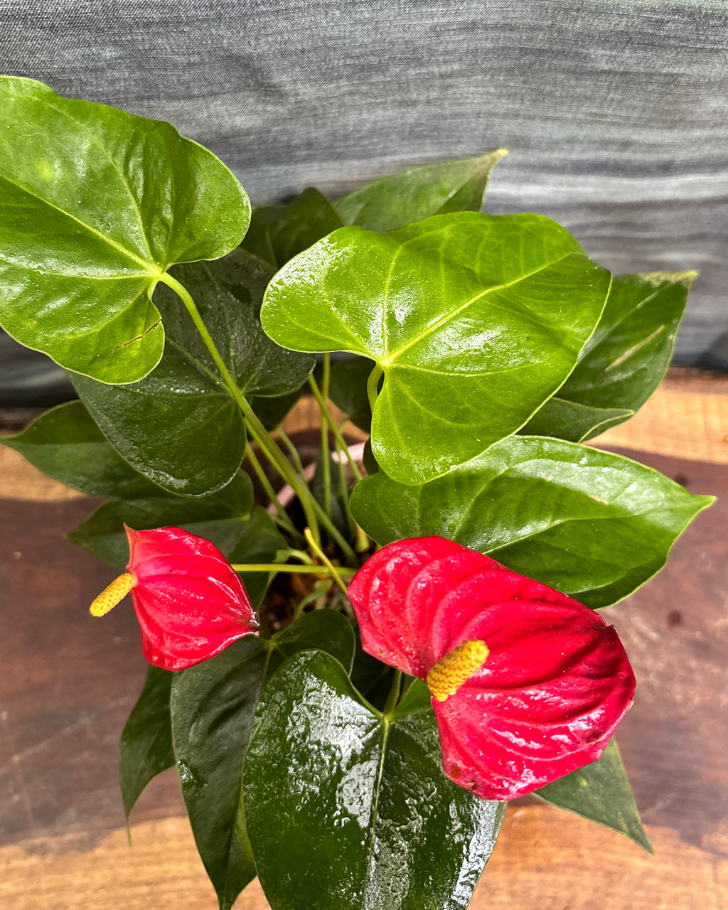 Anthurium Flamingo in Pink Vertiline