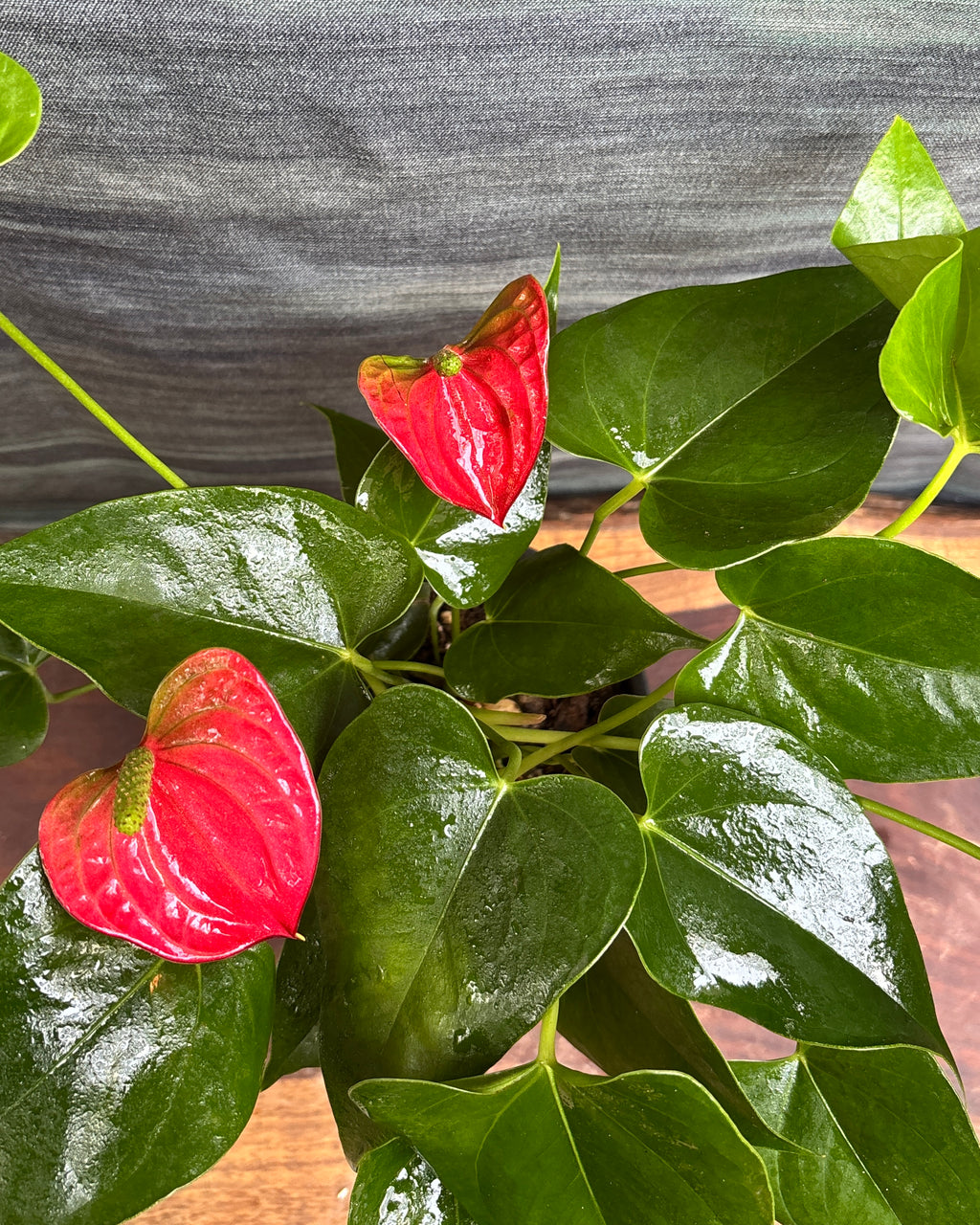 Anthurium Flamingo in Black Block