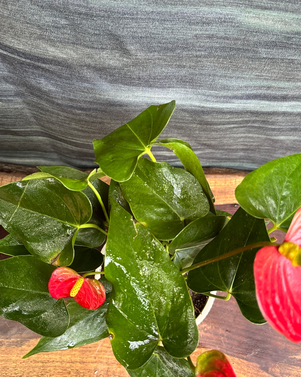 Anthurium Flamingo in White Vertiline