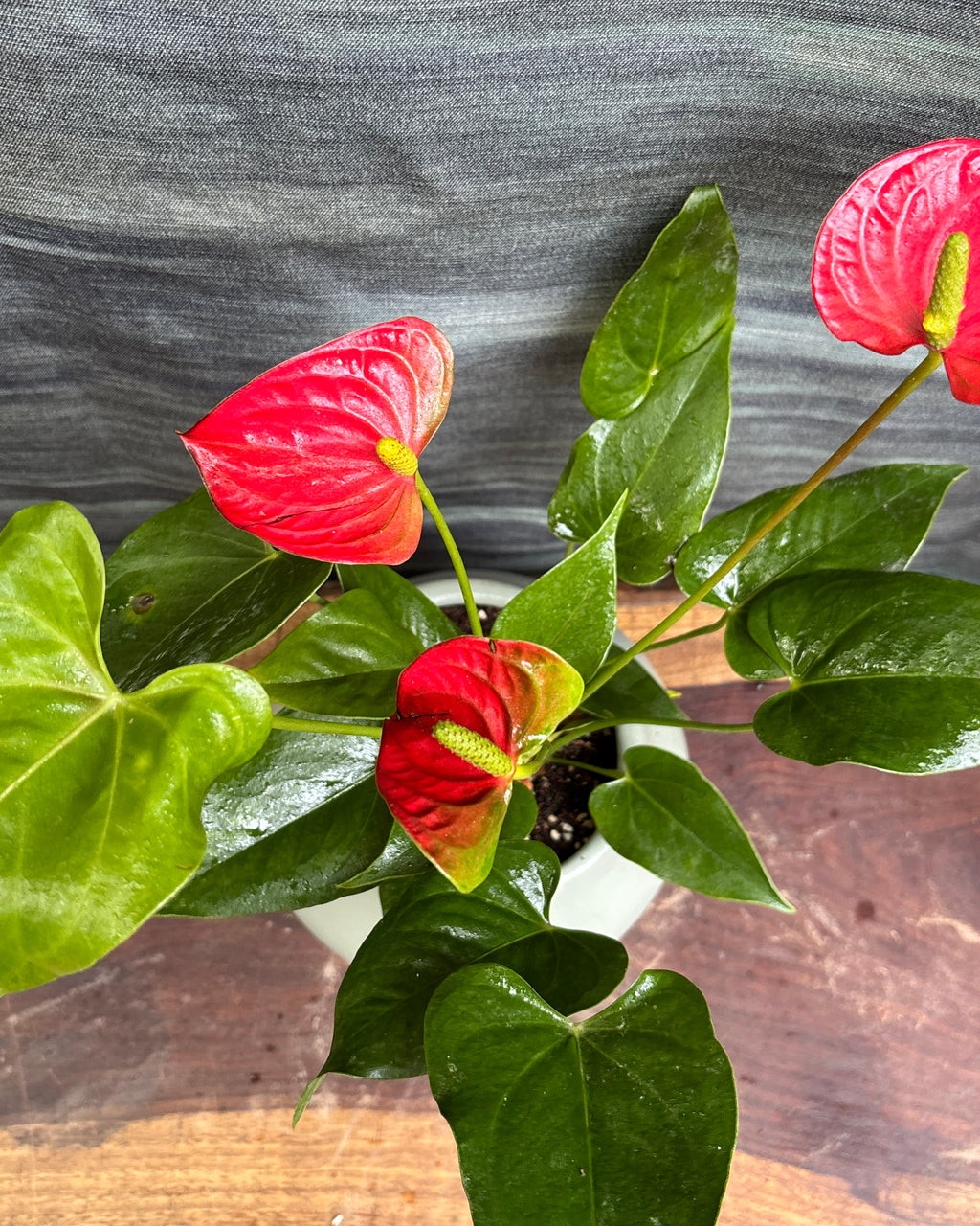 Anthurium Flamingo in Sand Dune