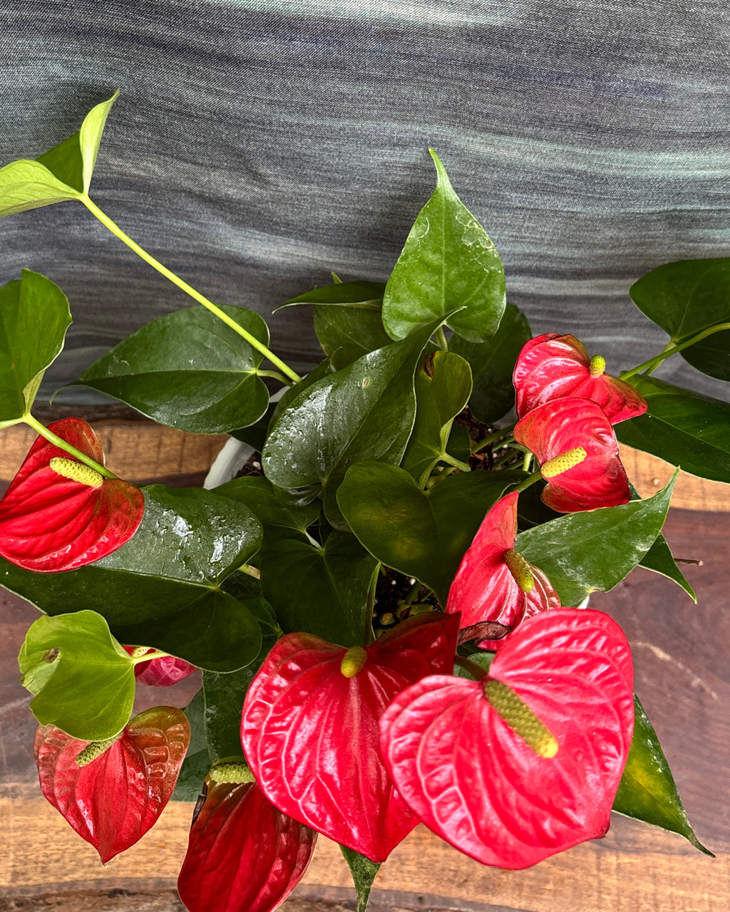 Anthurium Flamingo in White Java