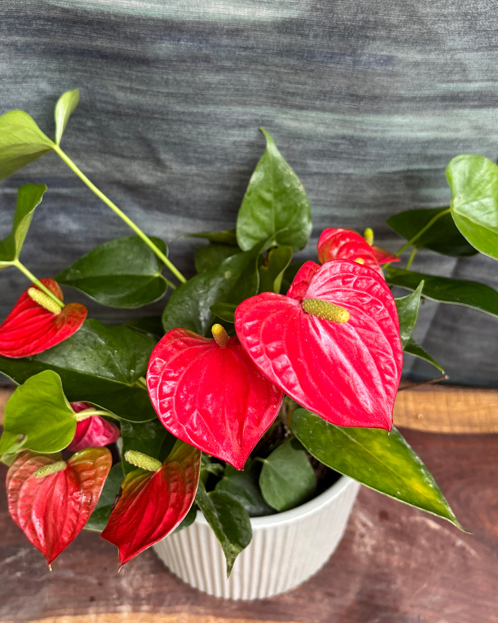 Anthurium Flamingo in White Java