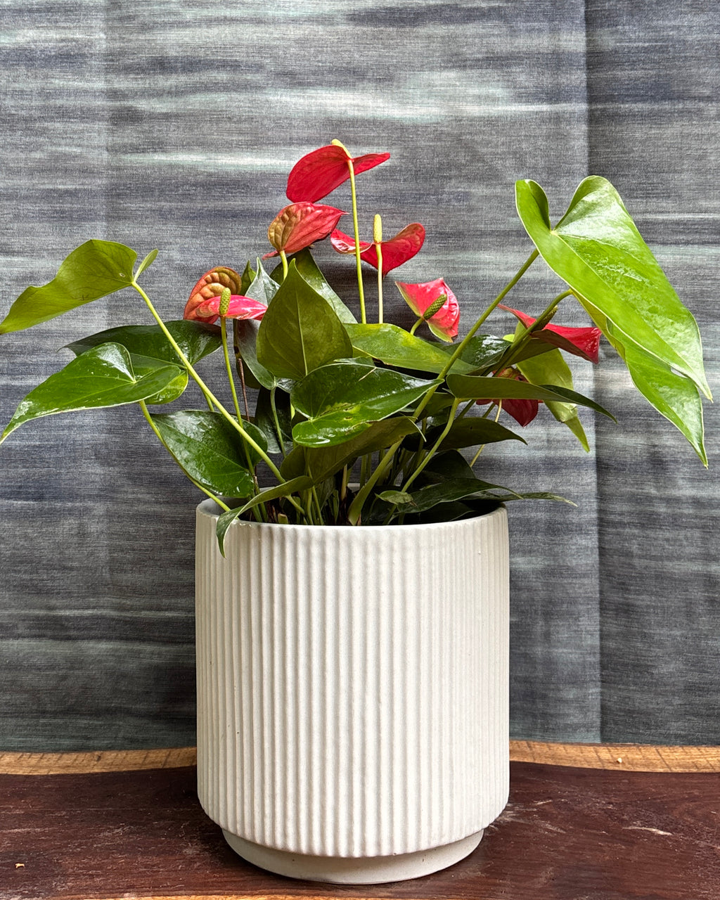Anthurium Flamingo in White Java