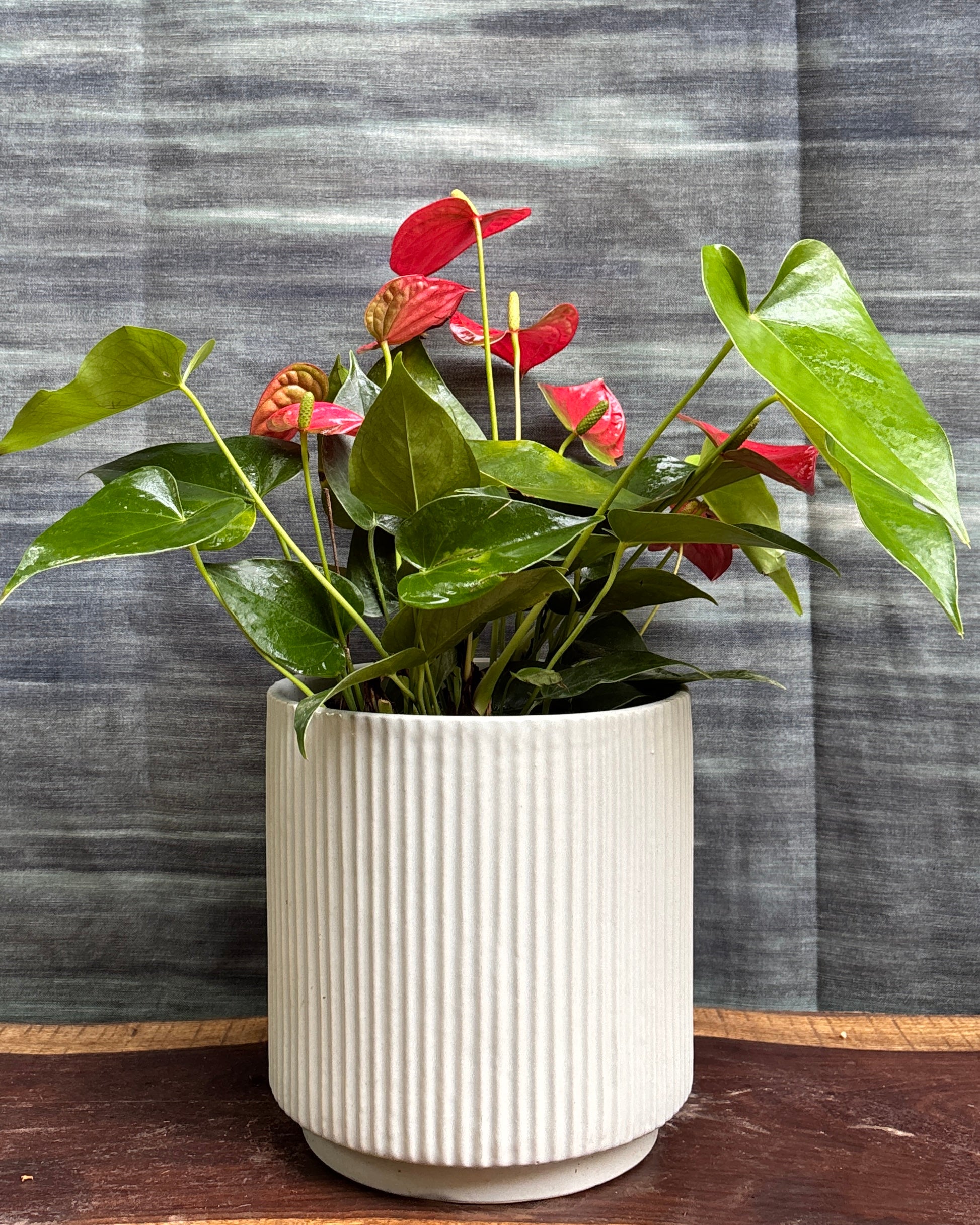 Anthurium Flamingo in White Java