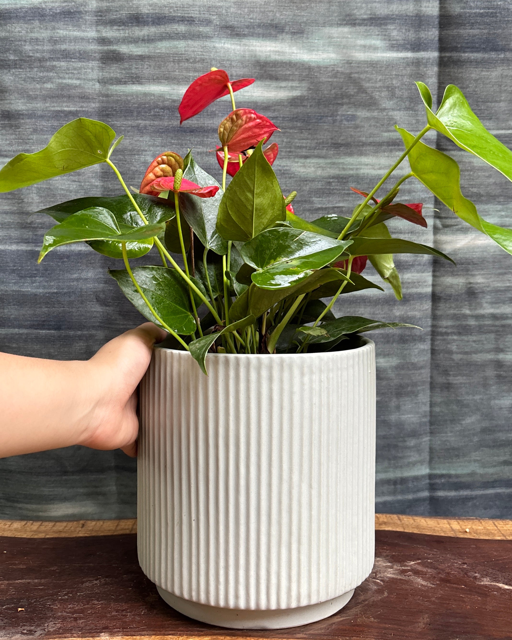 Anthurium Flamingo in White Java