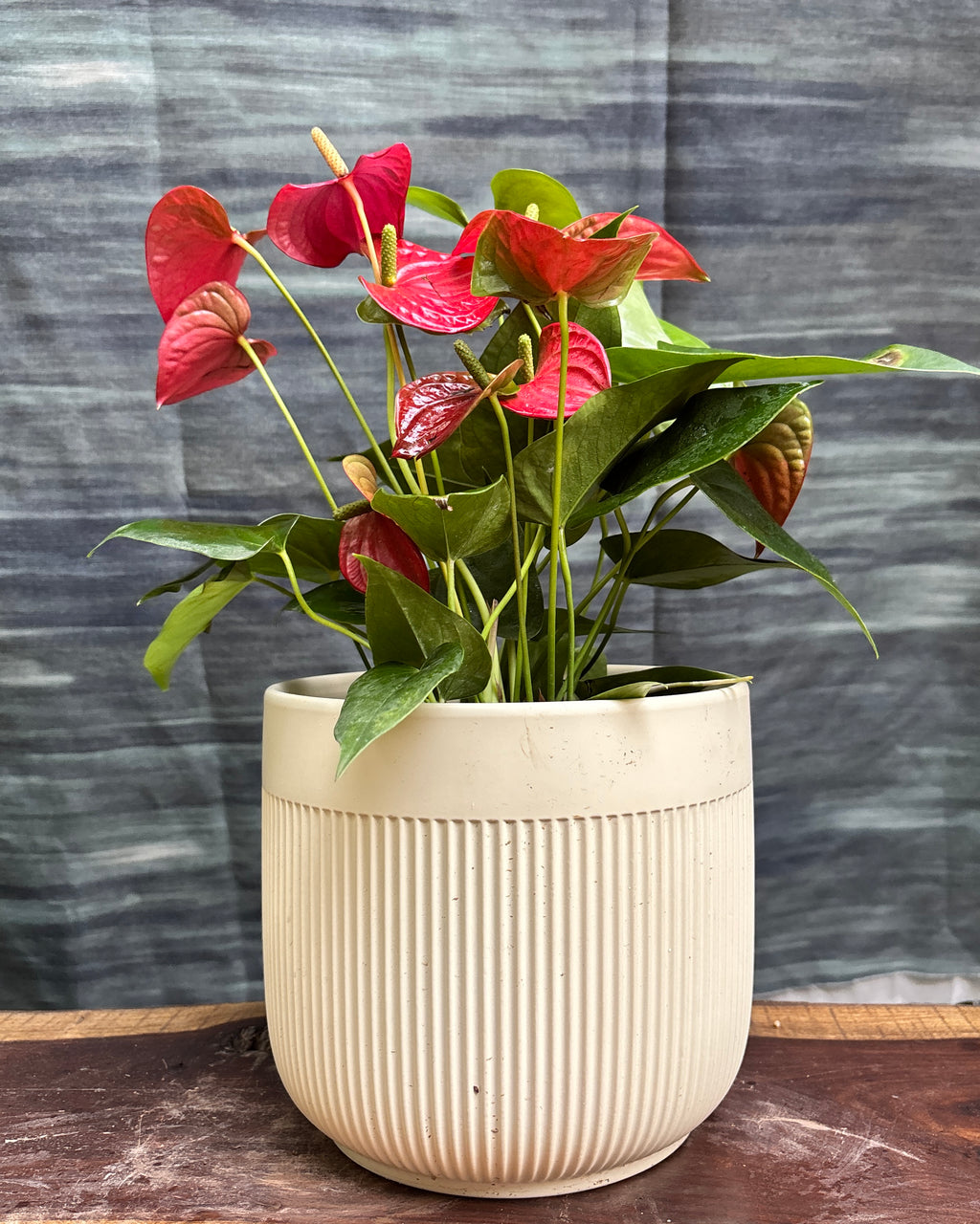 Anthurium Flamingo in Ribbed Band