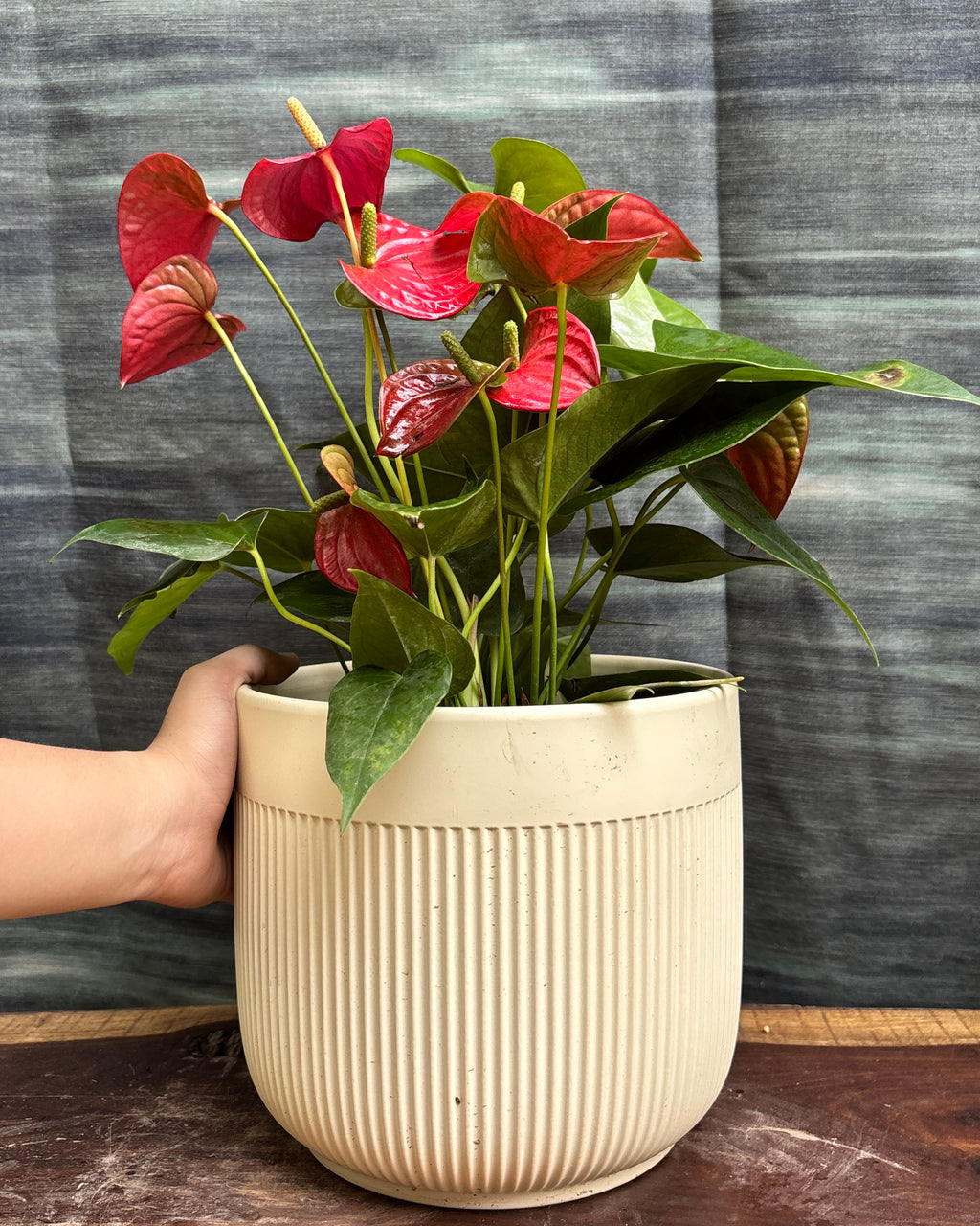 Anthurium Flamingo in Ribbed Band