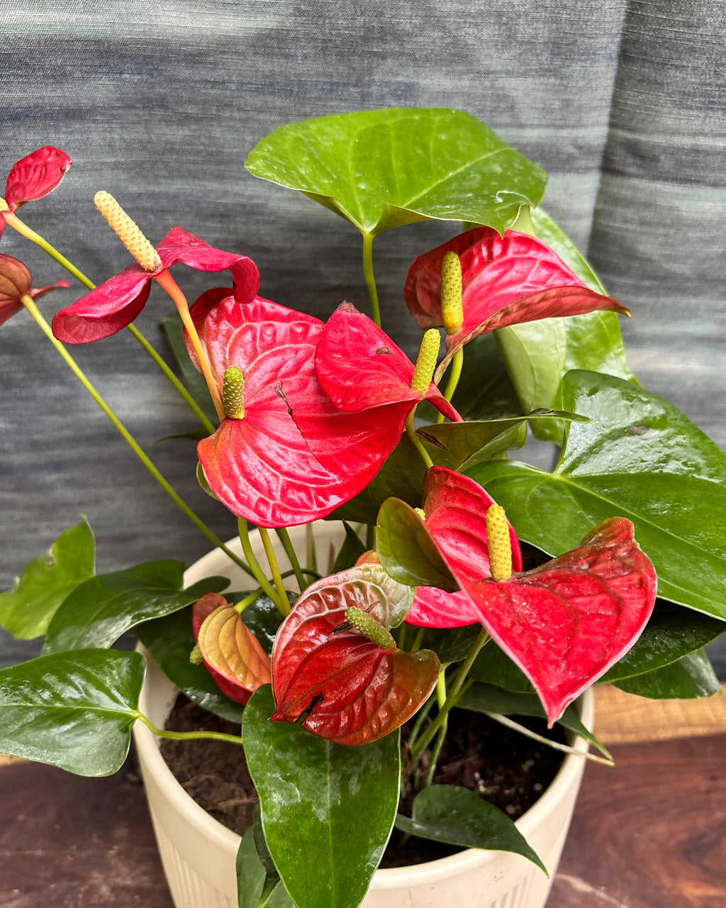 Anthurium Flamingo in Ribbed Band