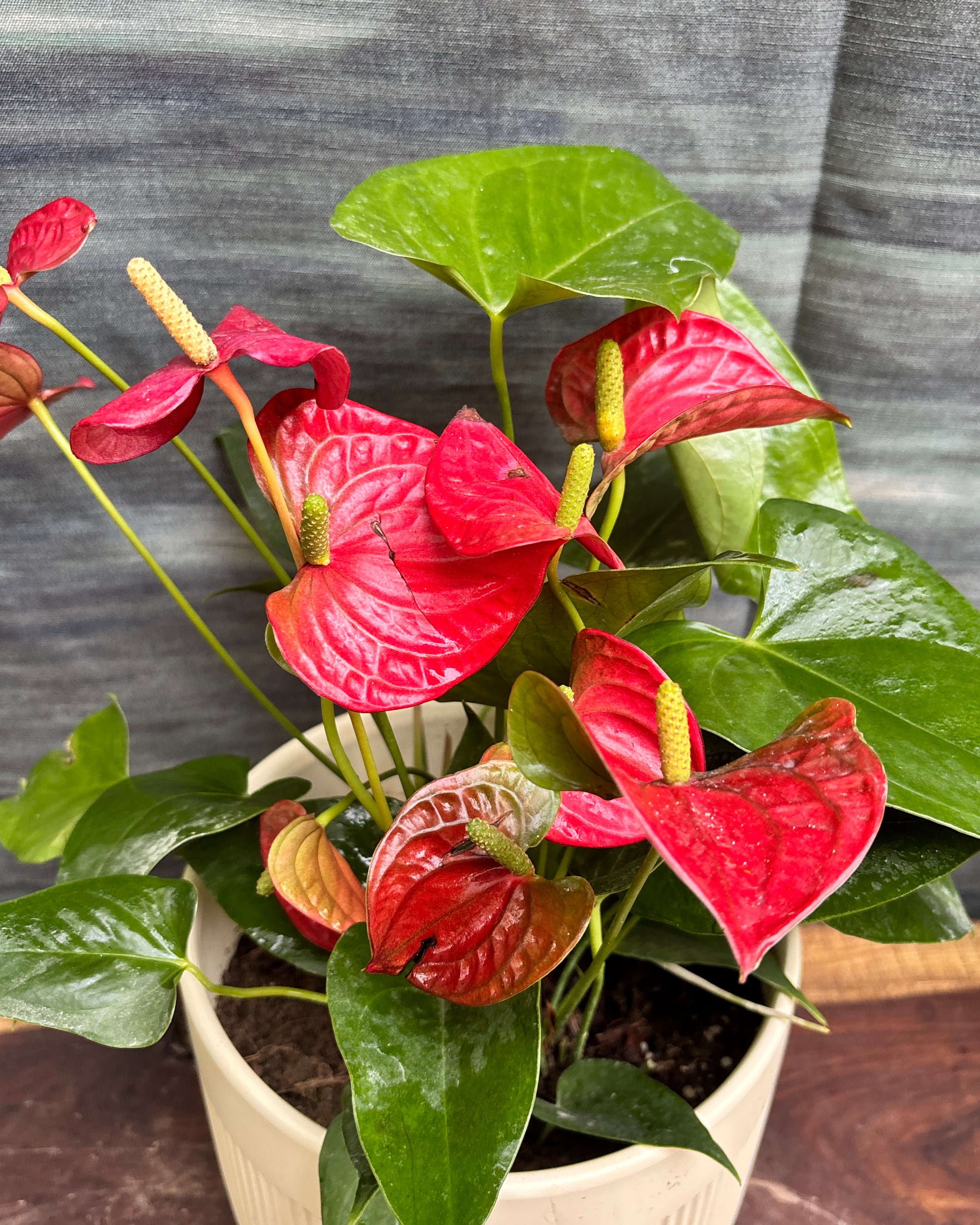 Anthurium Flamingo in Ribbed Band