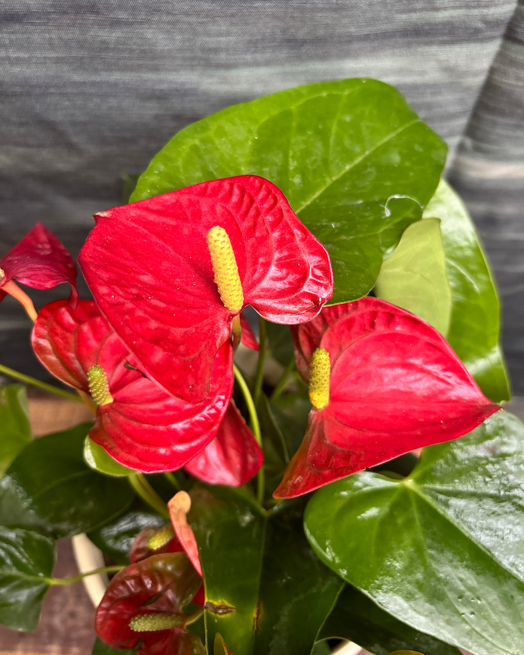 Anthurium Flamingo in Ribbed Band