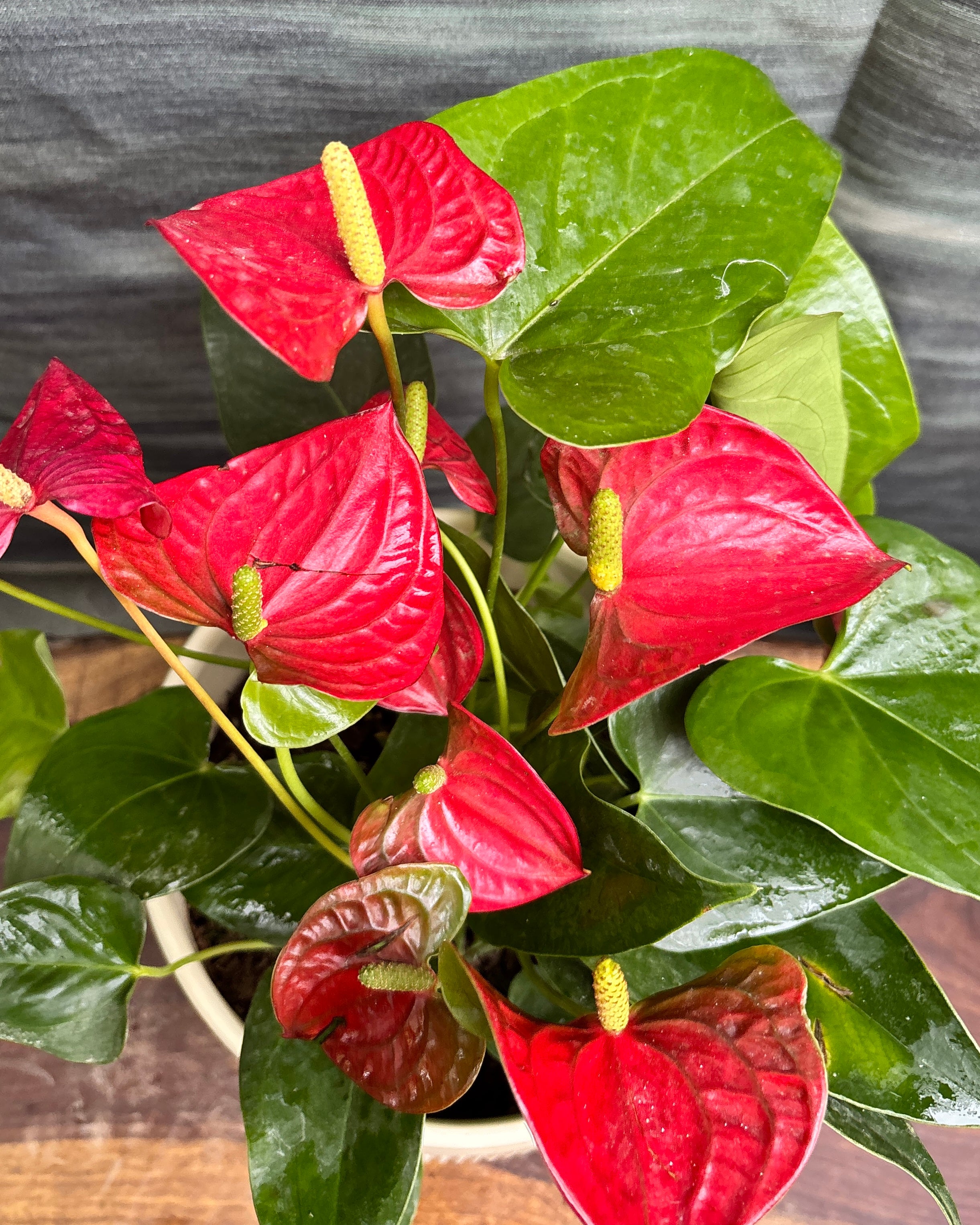 Anthurium Flamingo in Ribbed Band
