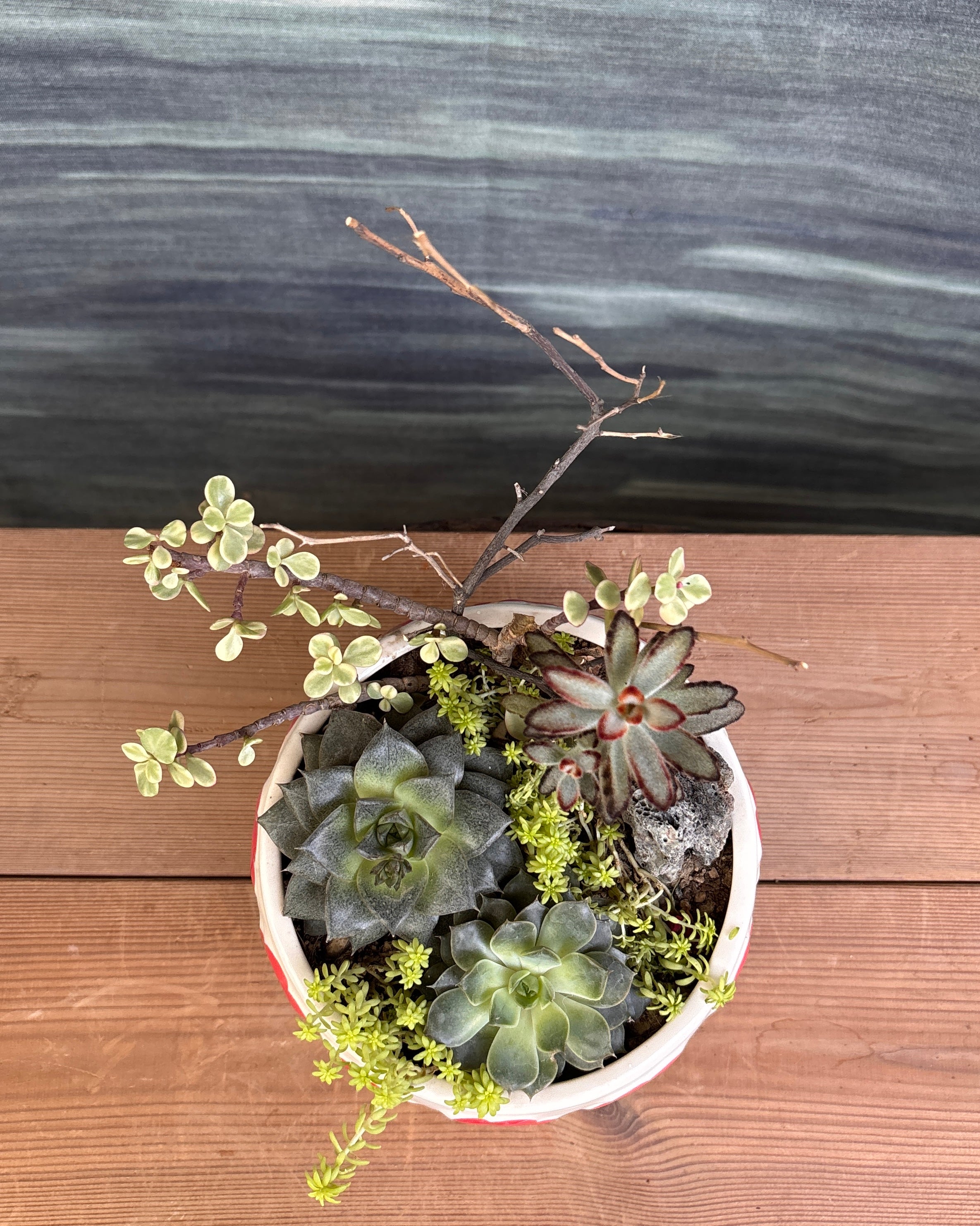 Charm Succulent Bowl