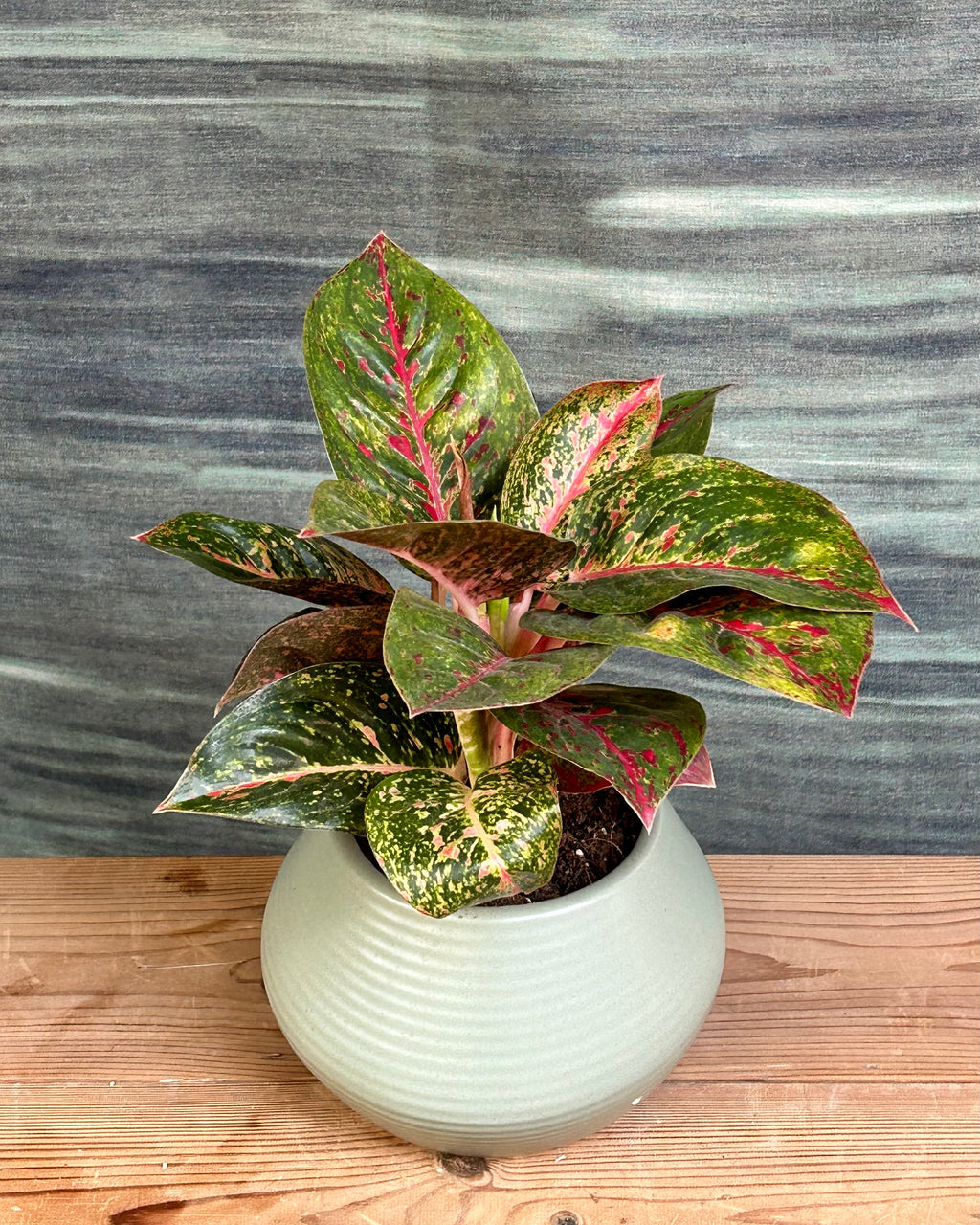 Aglaonema Lucky Red indoor plant in Sand Dune ceramic pot with red and green leaves, perfect as a low maintenance desk plant and premium plant gift in Delhi by Planterie