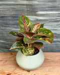Aglaonema Lucky Red indoor plant in Sand Dune ceramic pot with red and green leaves, perfect as a low maintenance desk plant and premium plant gift in Delhi by Planterie