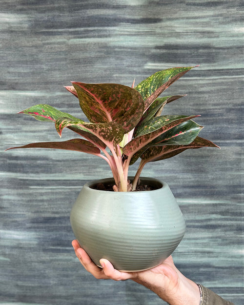 Close up of Aglaonema Firework Lucky Red leaves showing pinkish red and green foliage, also called Chinese evergreen red lipstick plant, an easy indoor air purifying plant for Indian homes.