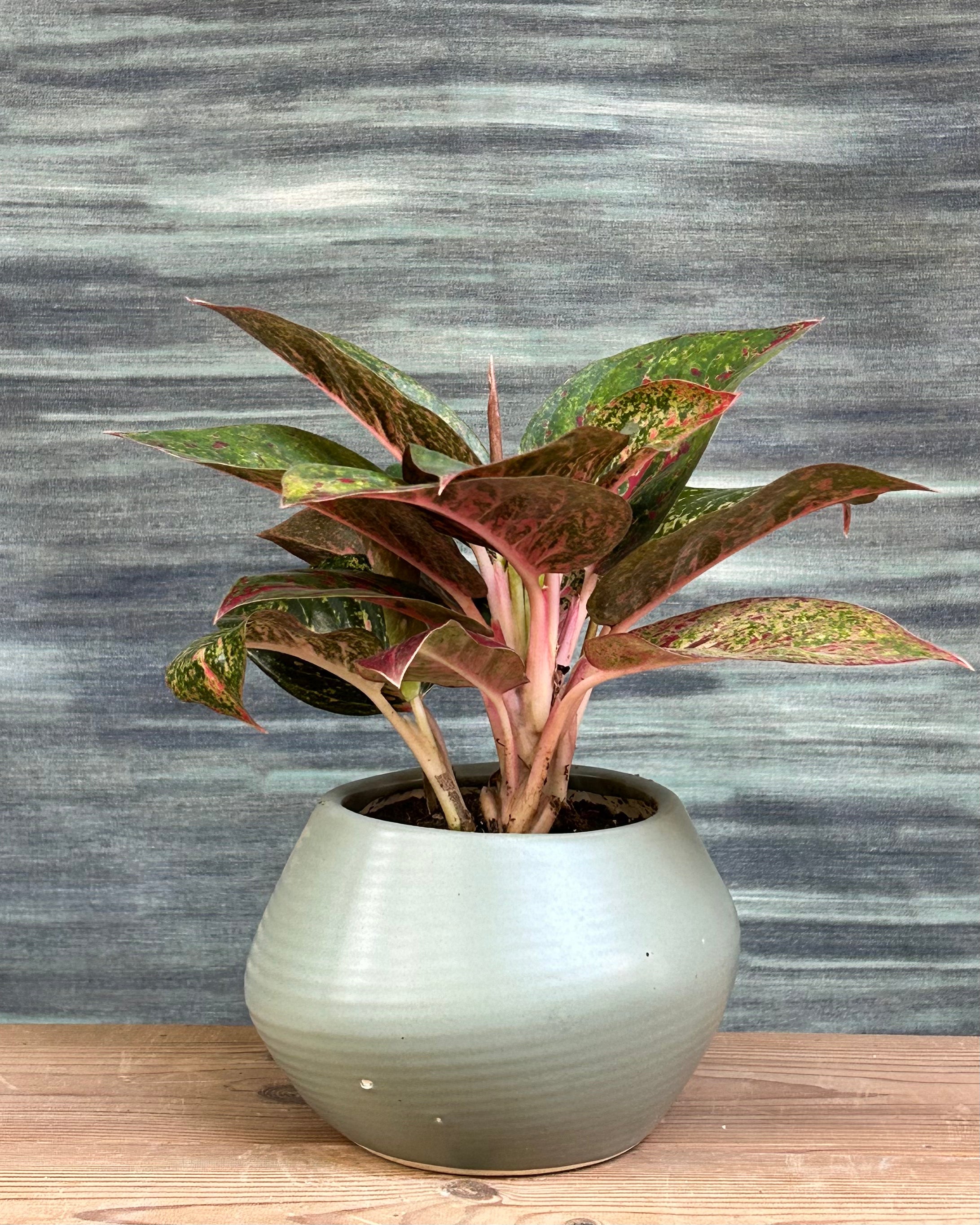 Colourful Aglaonema Lucky Red tabletop indoor plant styled on a centre table in a modern Delhi apartment, ideal as an office desk plant and indoor plant gift for housewarming.