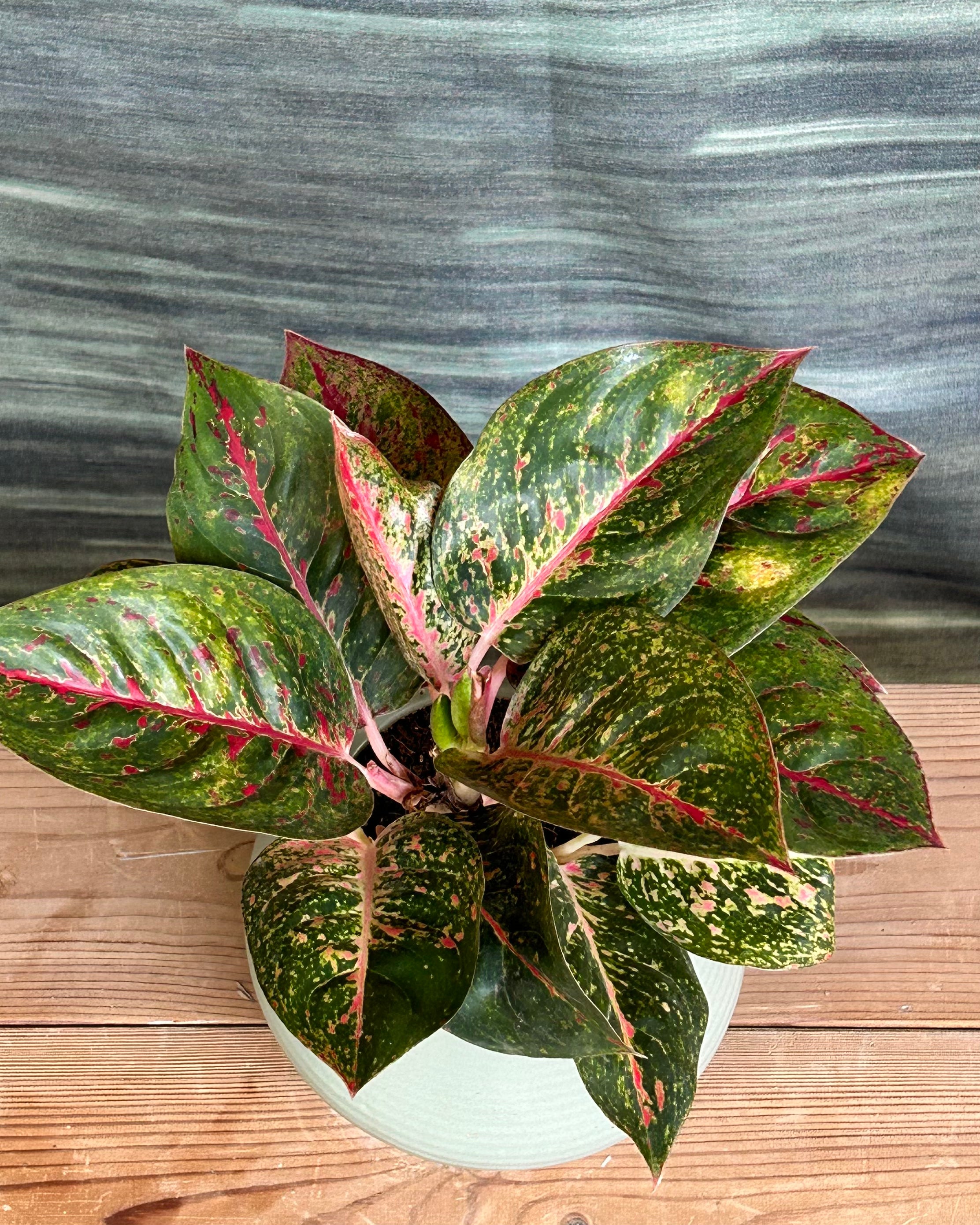 Low light tolerant Aglaonema Firework Lucky Red foliage plant in designer Sand Dune planter by Planterie, a stylish indoor plant gift option in Delhi for modern apartments, office cabins and bedside tables