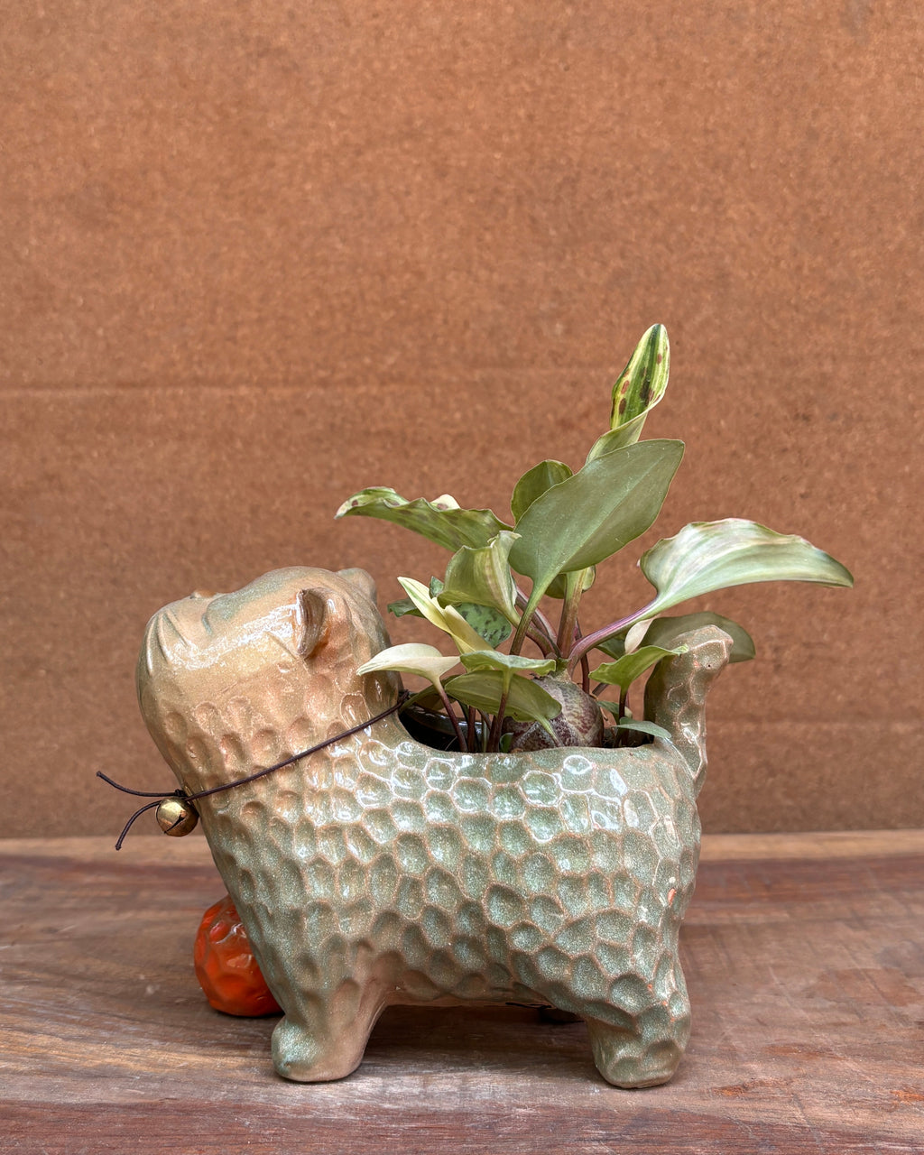 Ledebouria humifusa plant premium plant gifts India from Planterie cafe Delhi available for indoor plants online India for World Environment Day