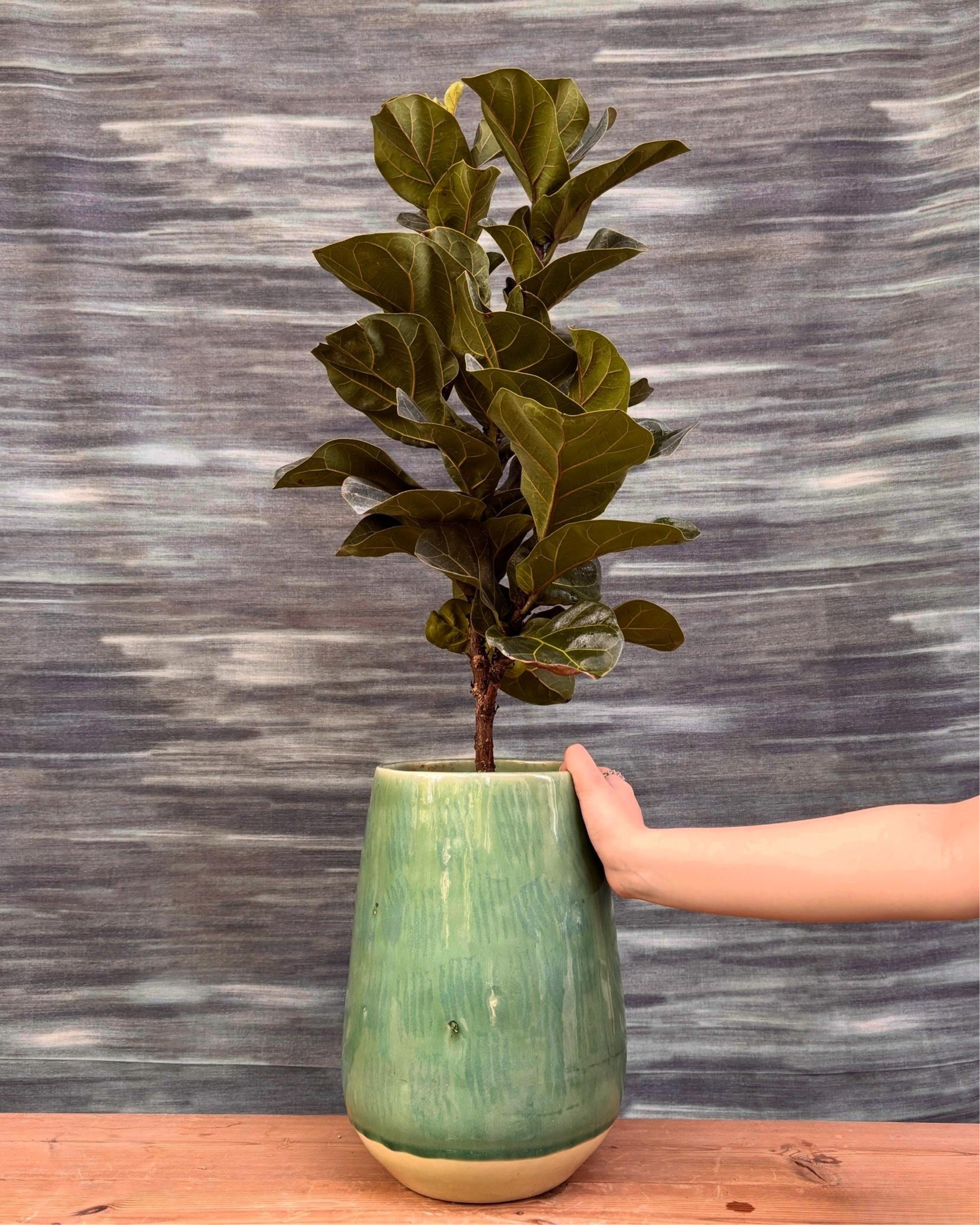fiddle leaf fig in ceramic pot Fiddle Leaf Fig in Ceramic Mono Pot – Planterie
