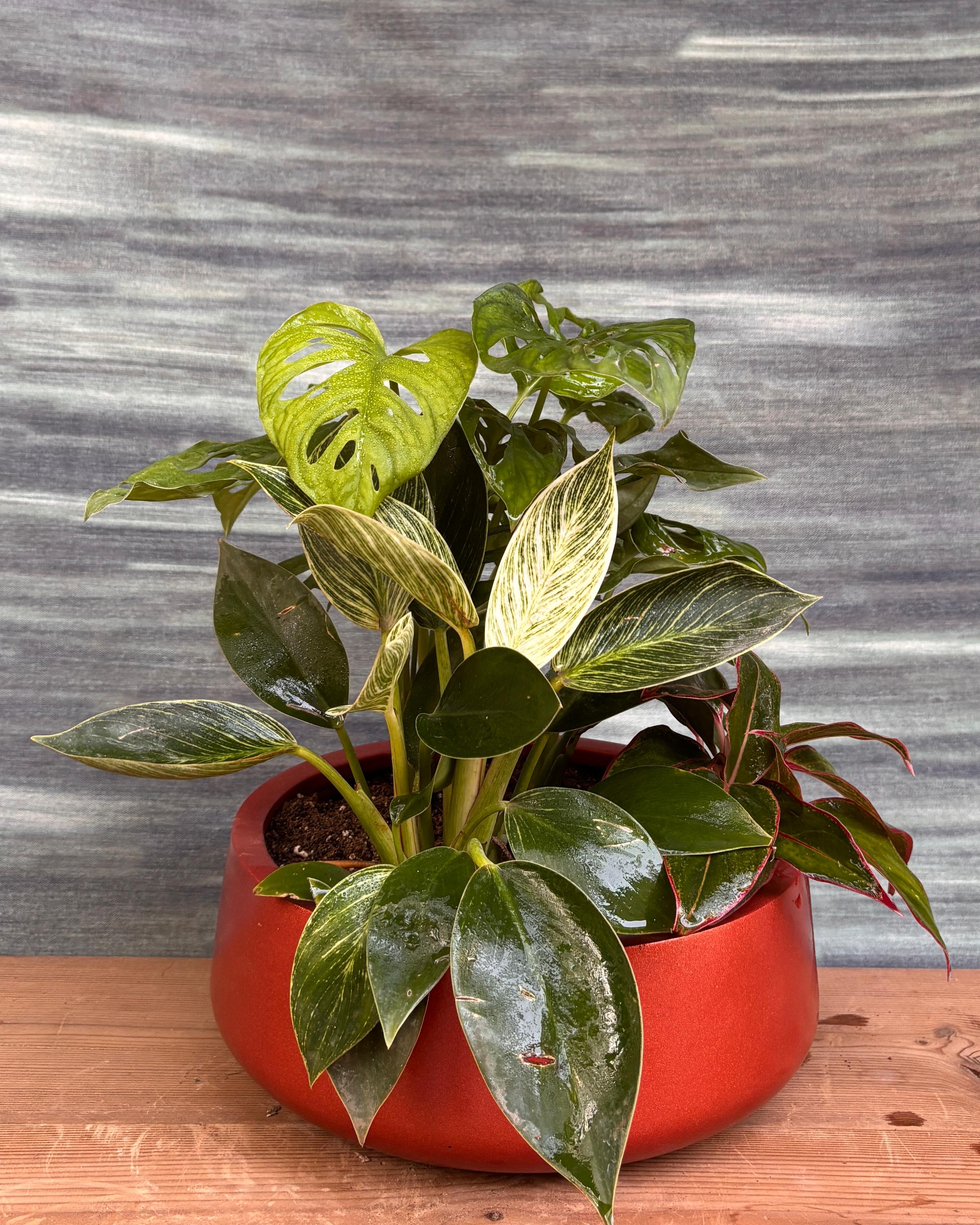 Green Trio in Fibre Pot