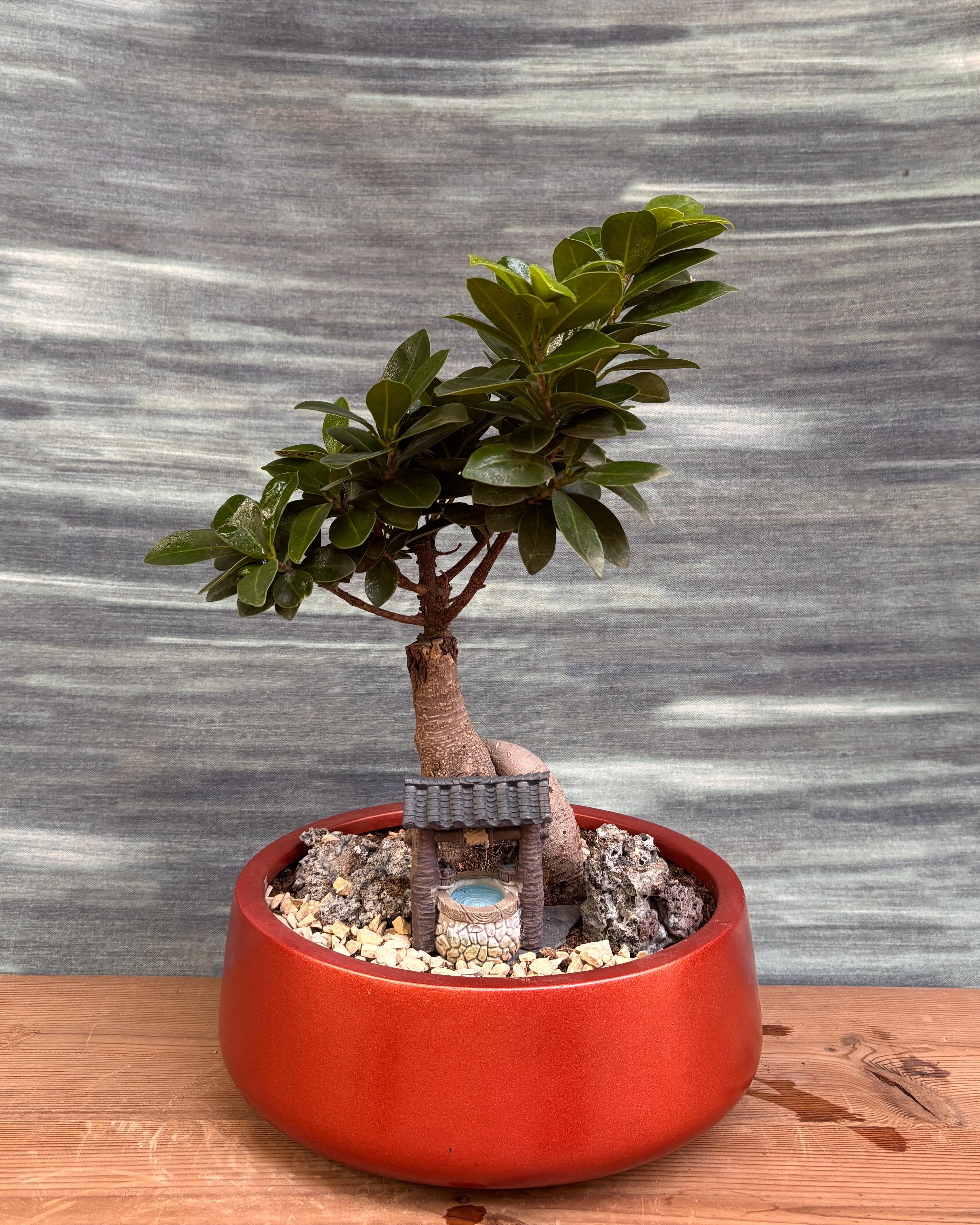 Ficus Ginseng Little Well Bonsai