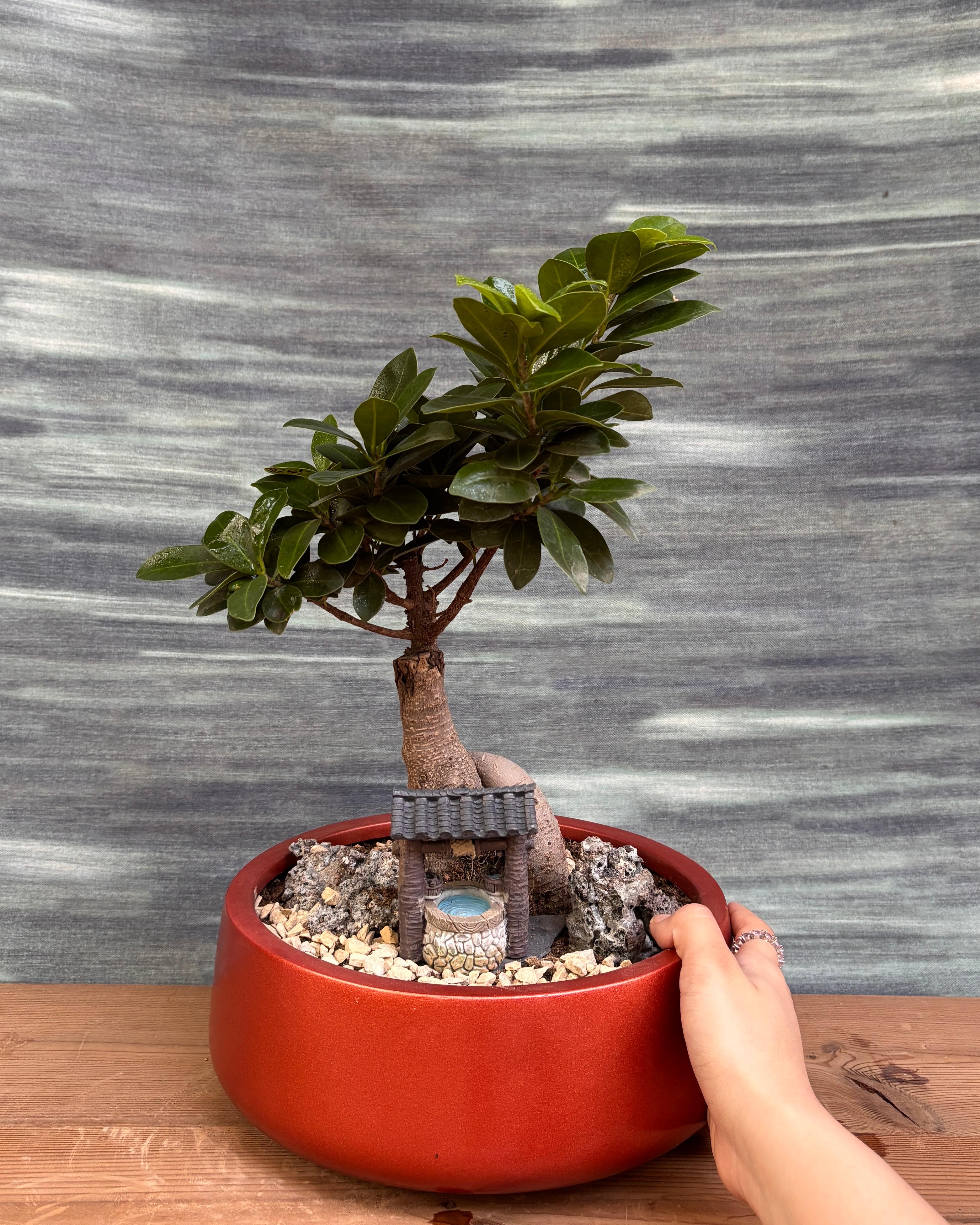 Ficus Ginseng Little Well Bonsai