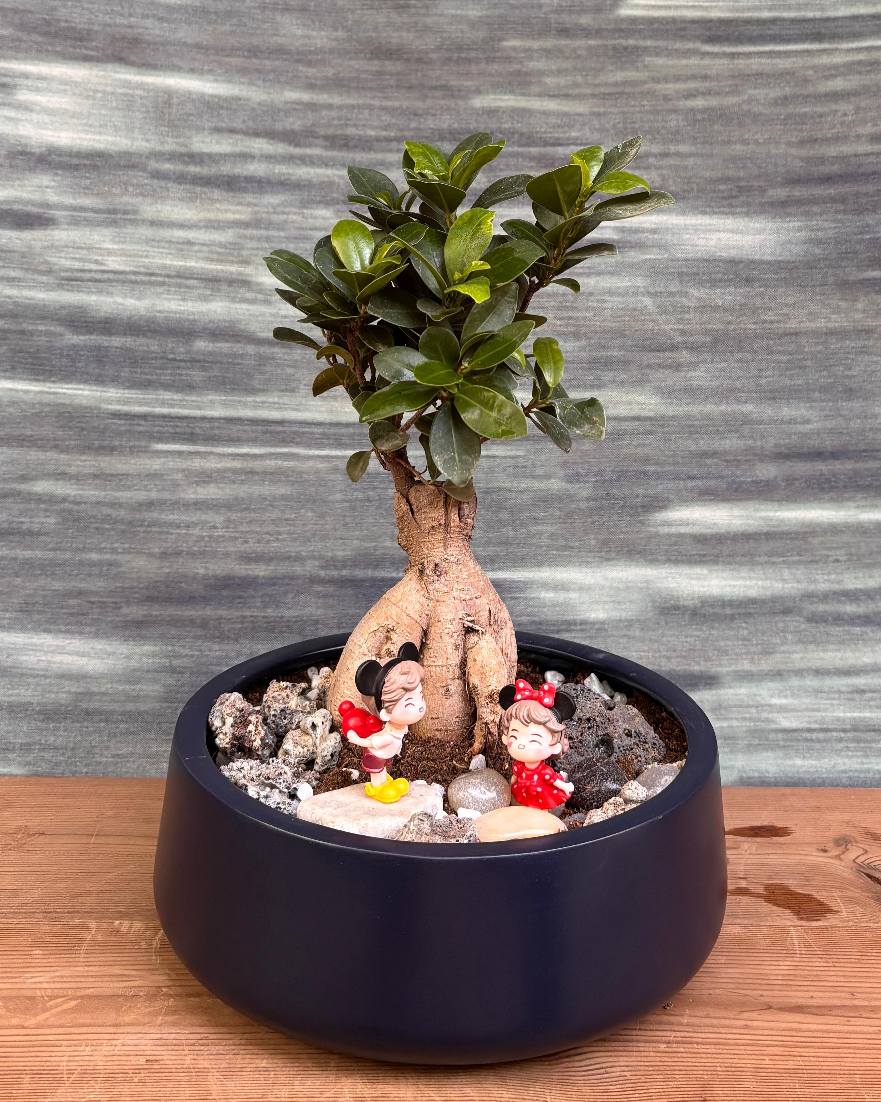 Ficus Ginseng Mickey Bonsai in Fibre Pot