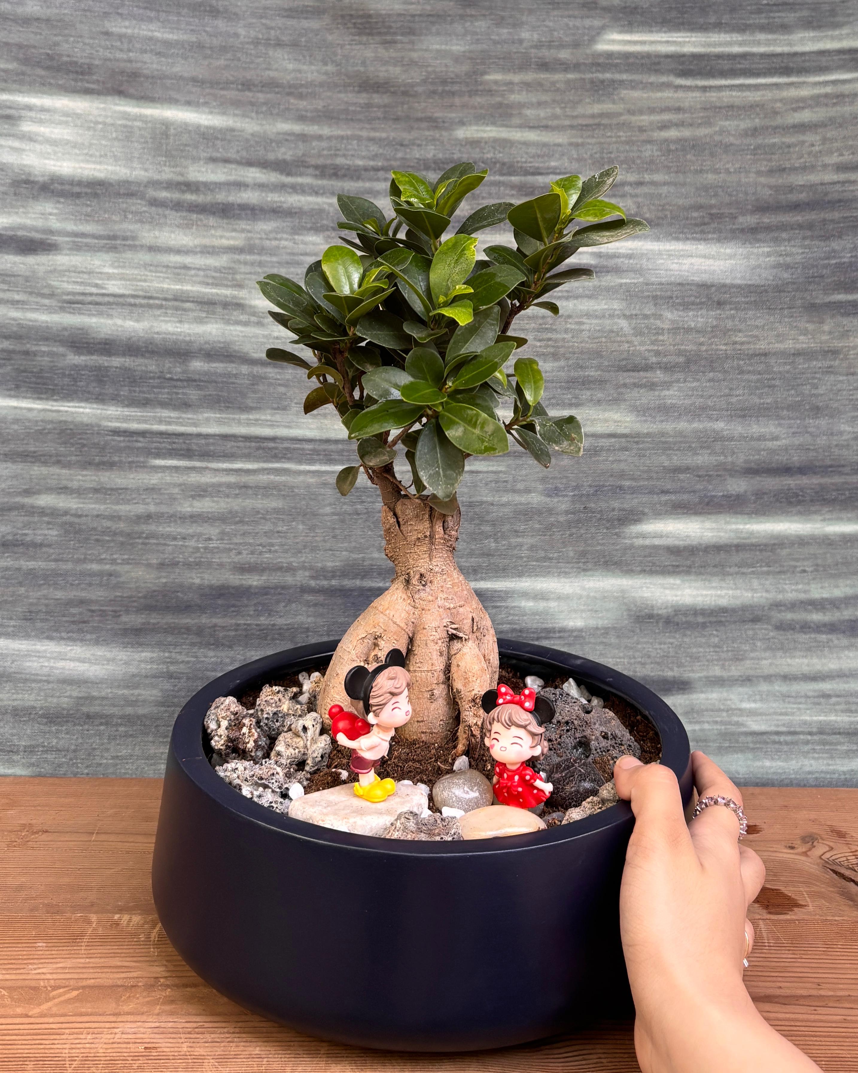 Ficus Ginseng Mickey Bonsai in Fibre Pot