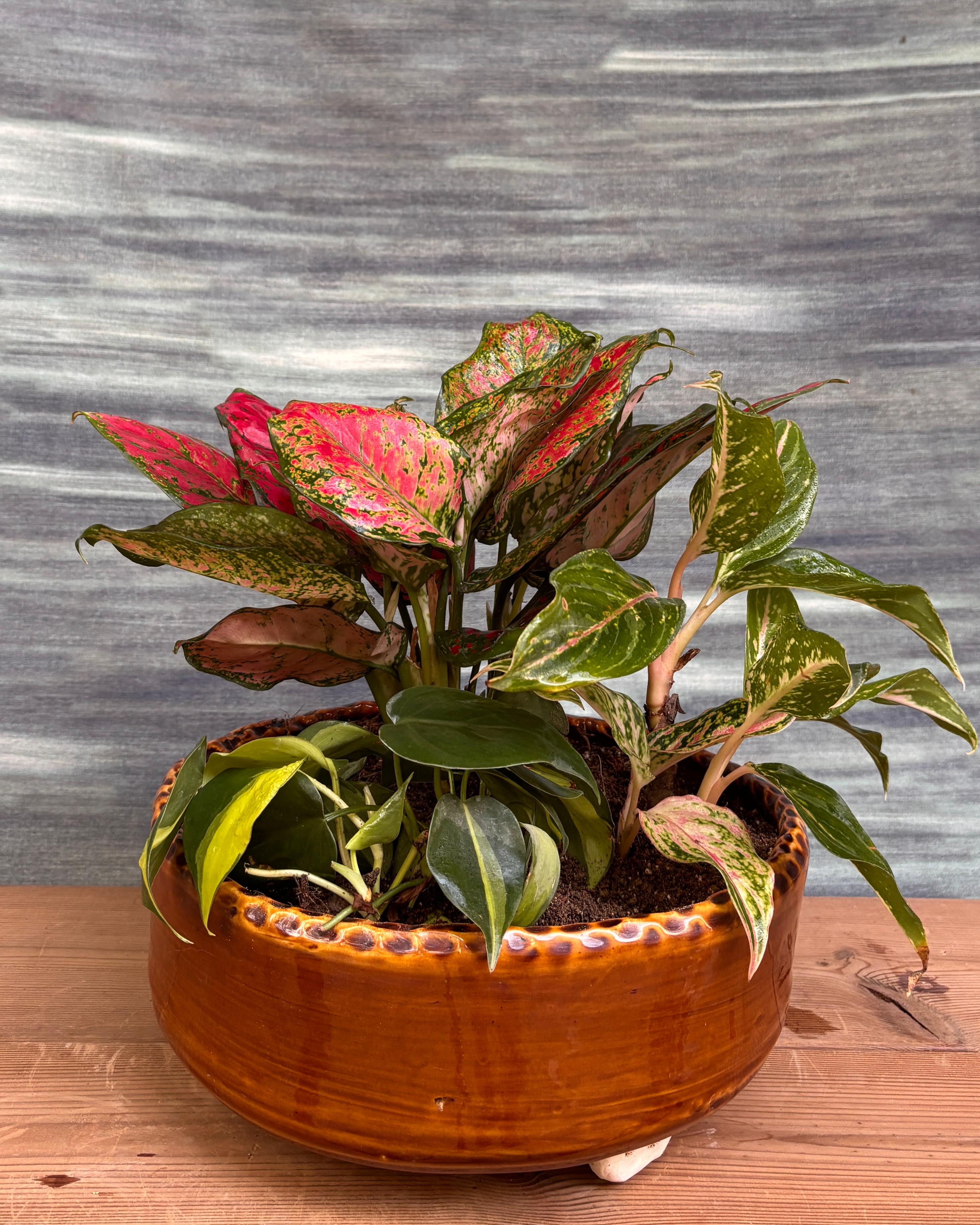 Aglaonemas & Brasil in Crooked Ceramic