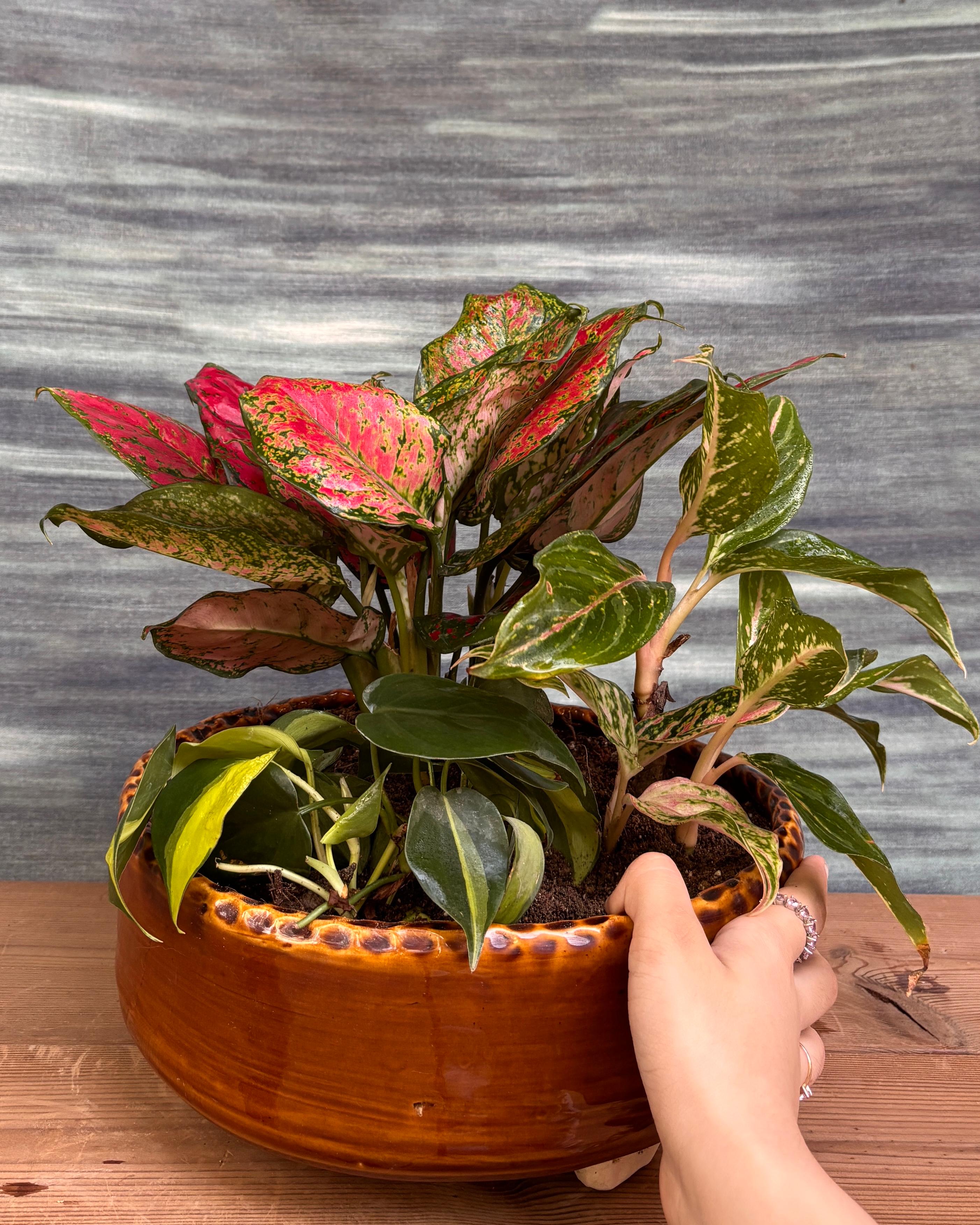 Aglaonemas & Brasil in Crooked Ceramic