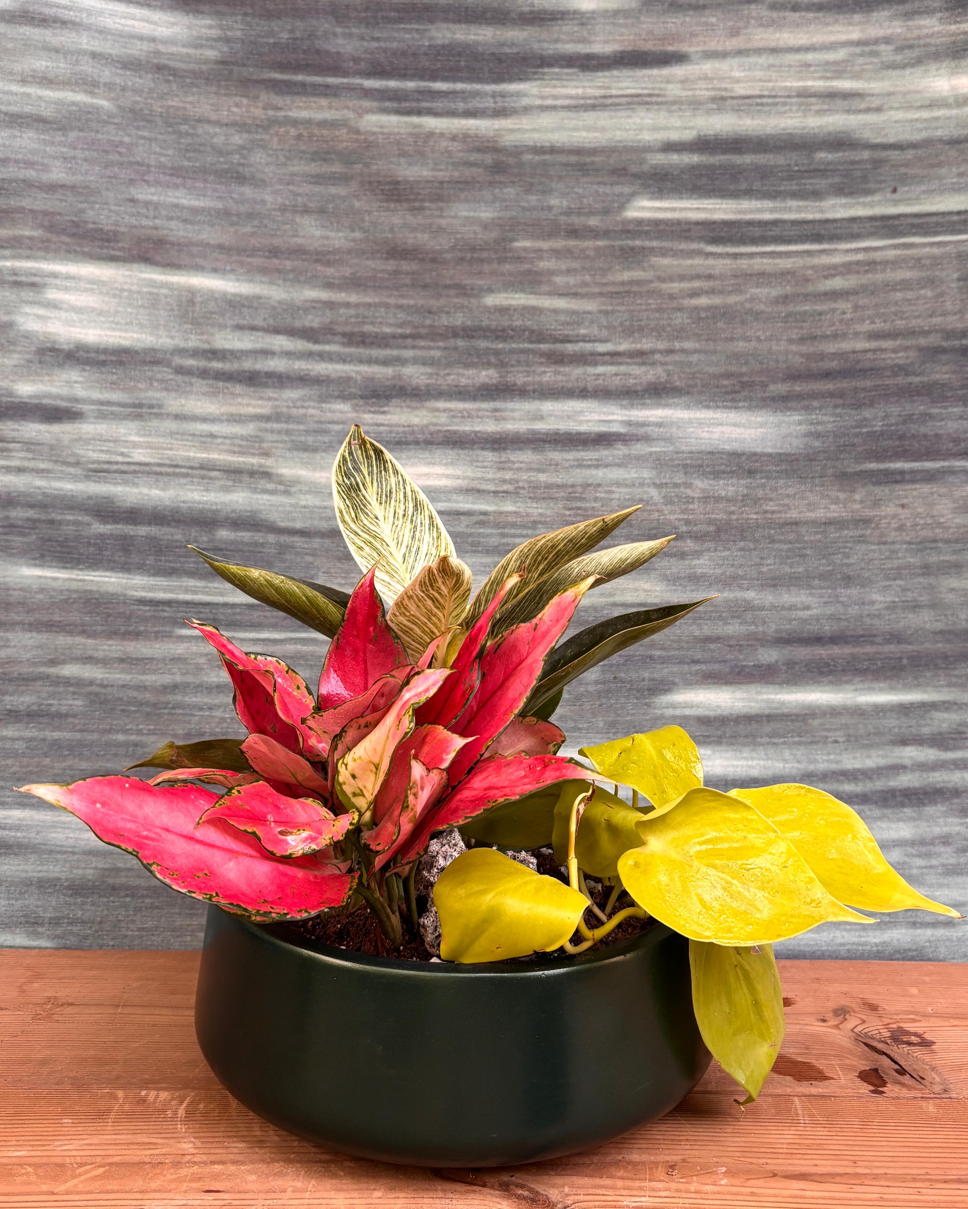 Color Pop Trio in Fibre