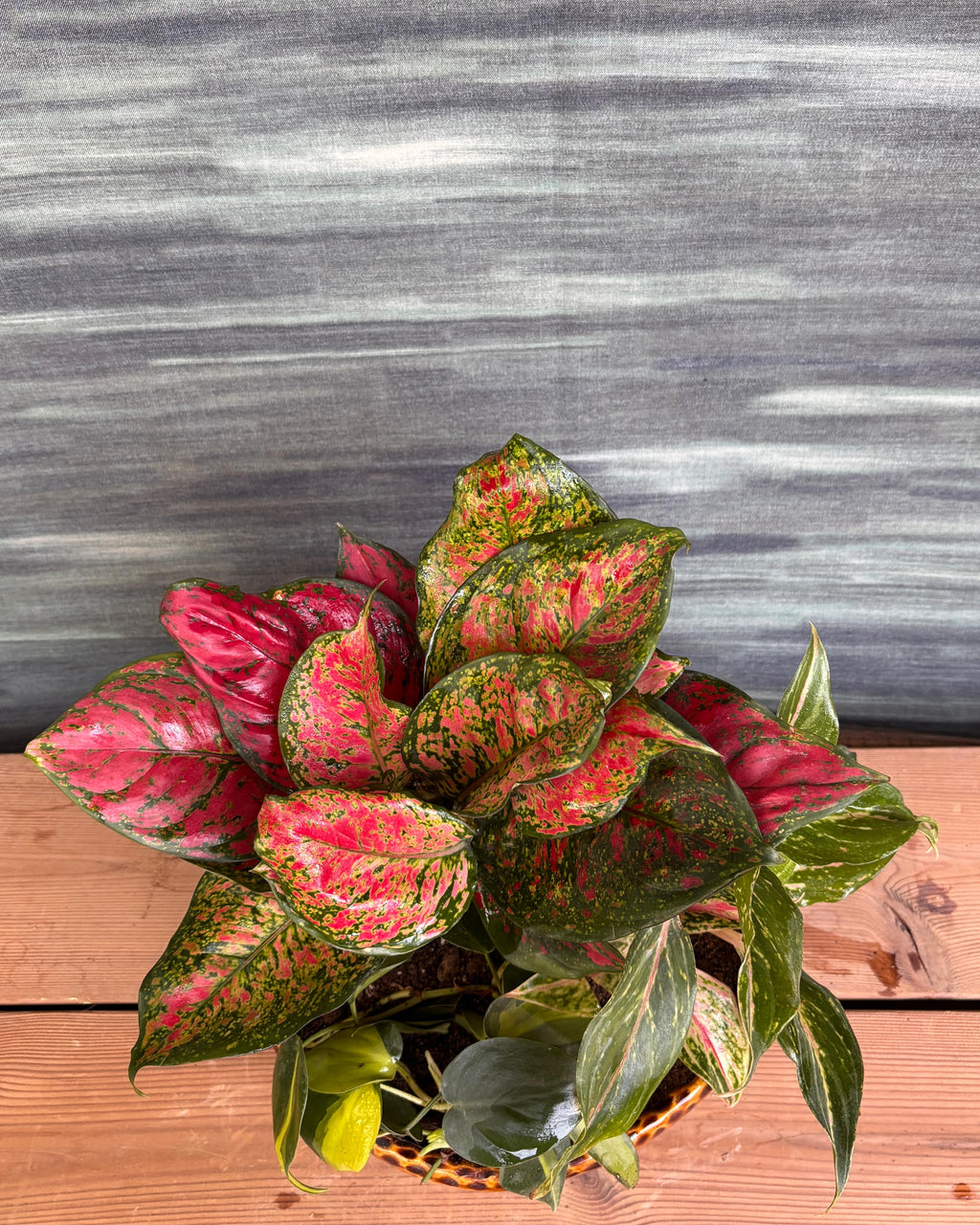 Aglaonemas & Brasil in Crooked Ceramic