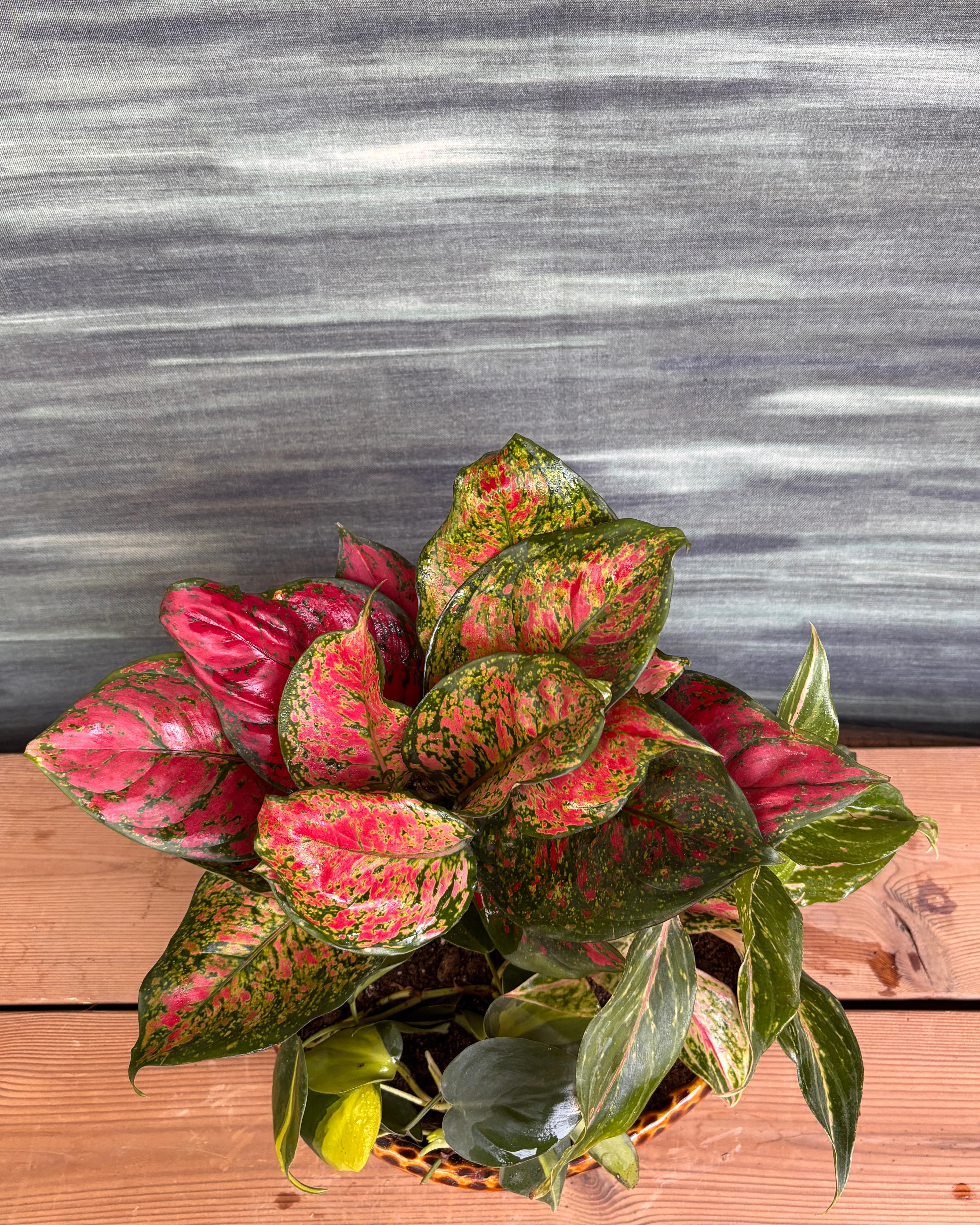 Aglaonemas & Brasil in Crooked Ceramic