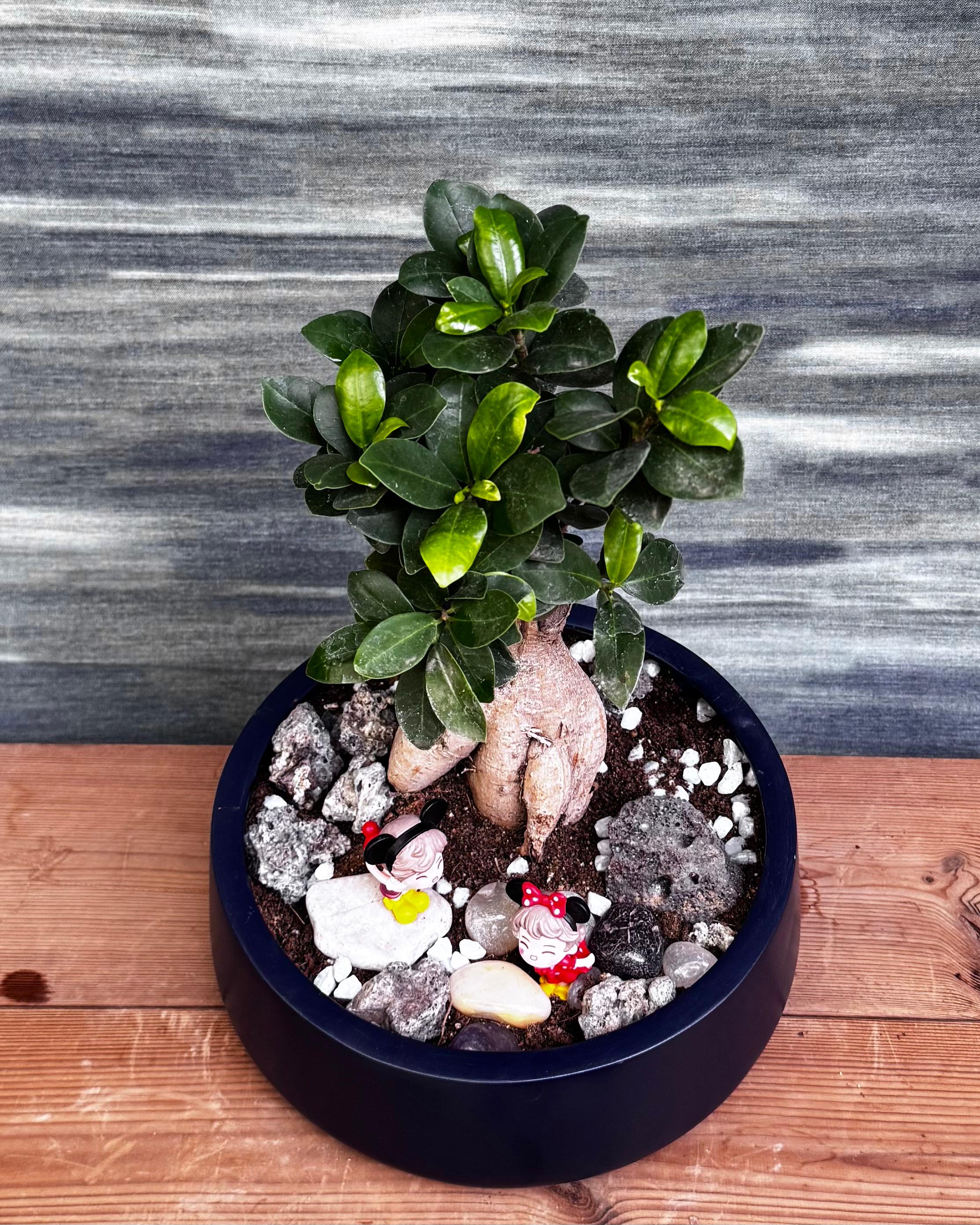 Ficus Ginseng Mickey Bonsai in Fibre Pot