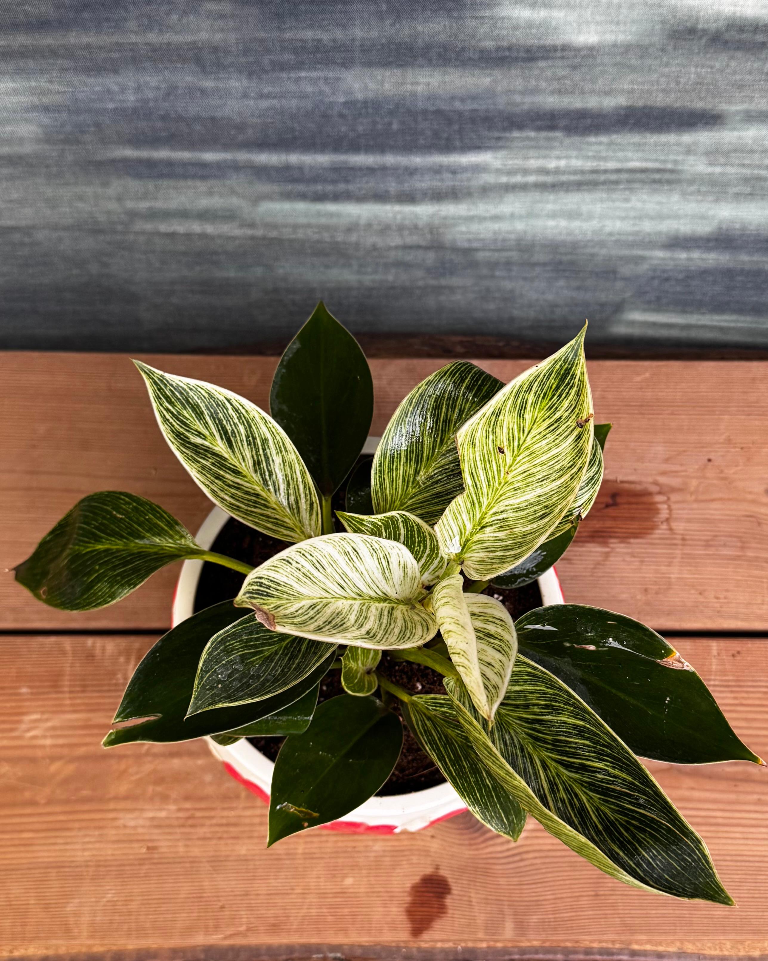 Philodendron Birkin in Ceramic Floral Bowl