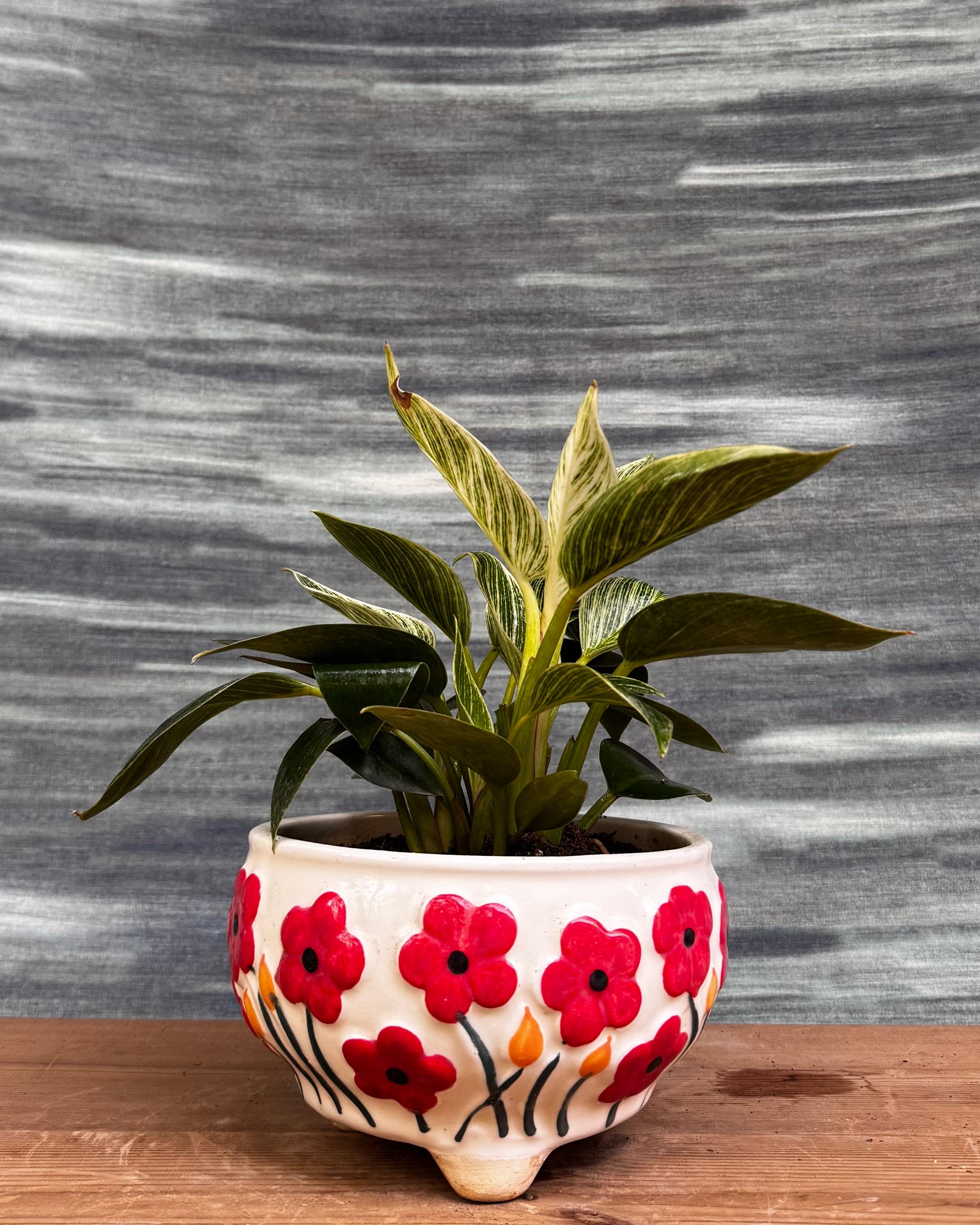 Philodendron Birkin in Ceramic Floral Bowl