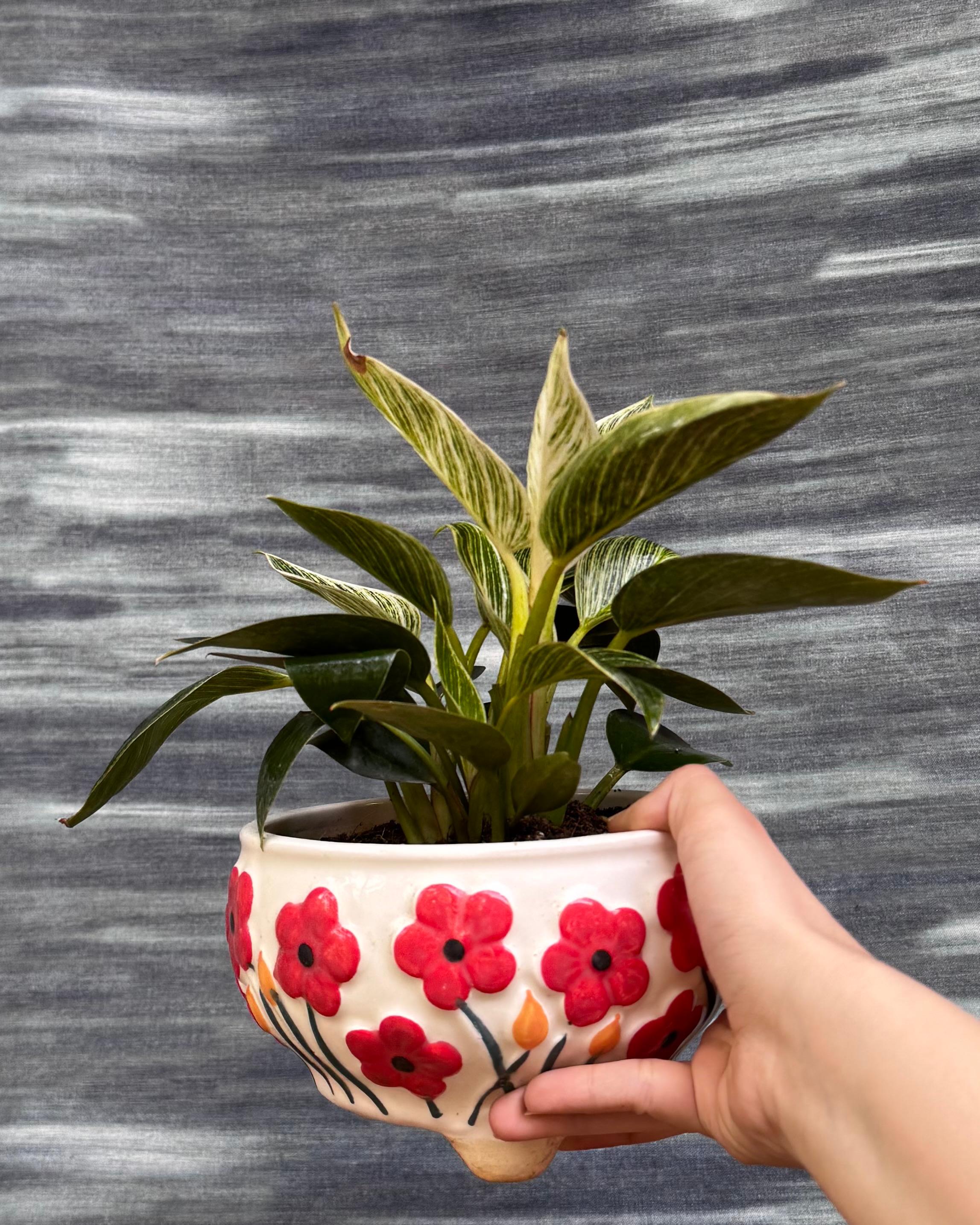 Philodendron Birkin in Ceramic Floral Bowl