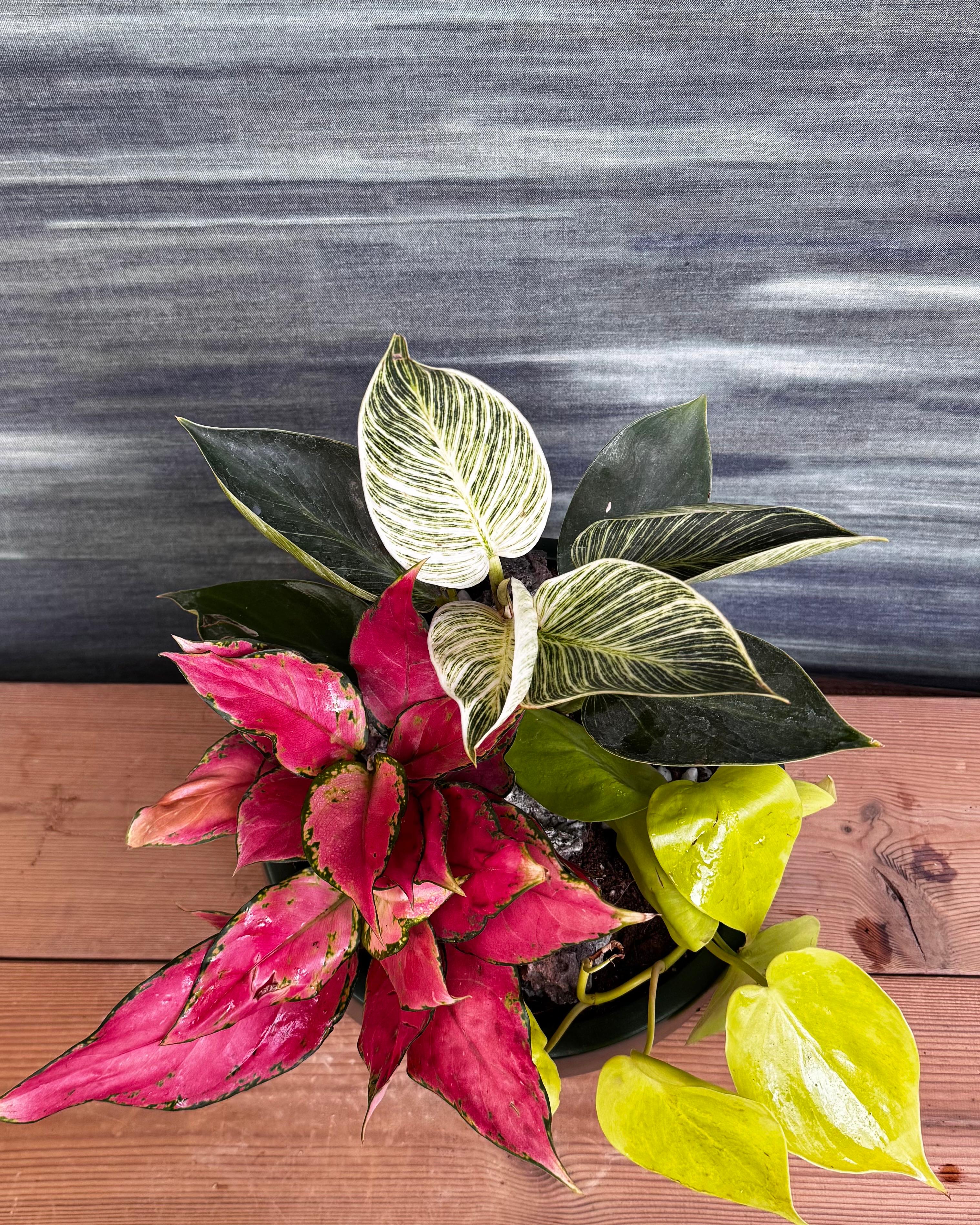 Color Pop Trio in Fibre