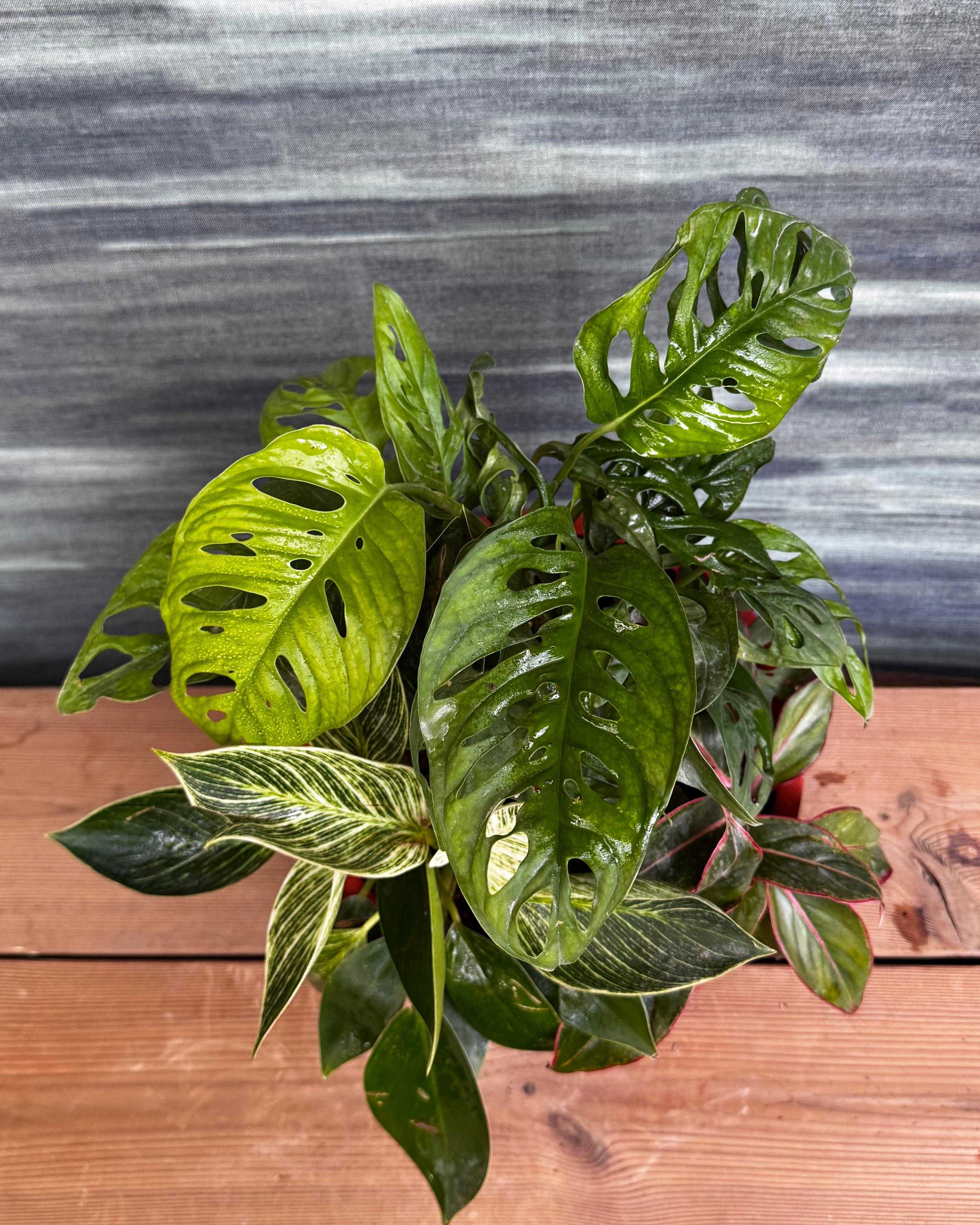 Green Trio in Fibre Pot