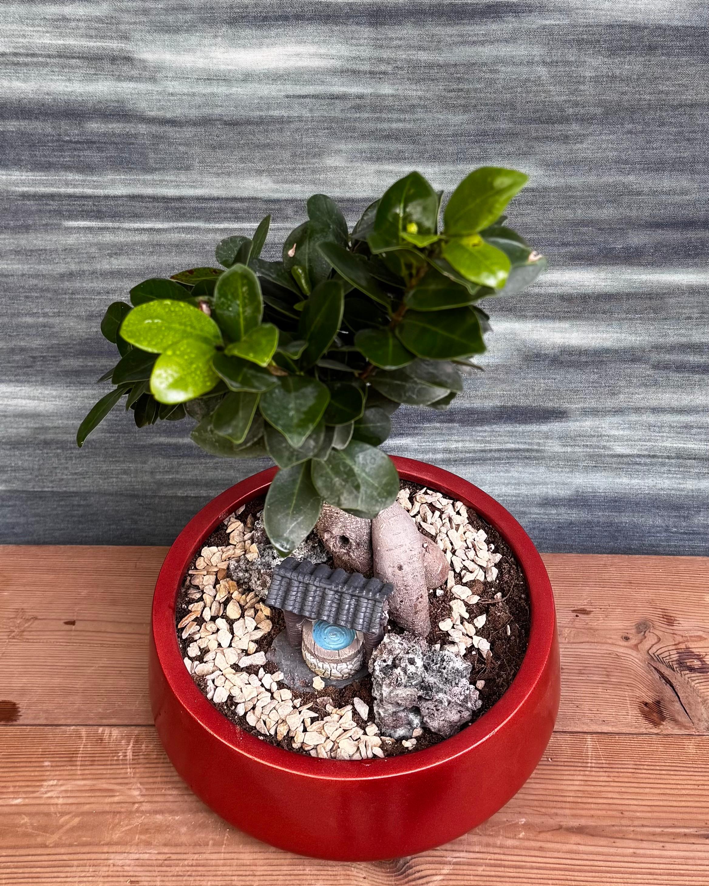 Ficus Ginseng Little Well Bonsai