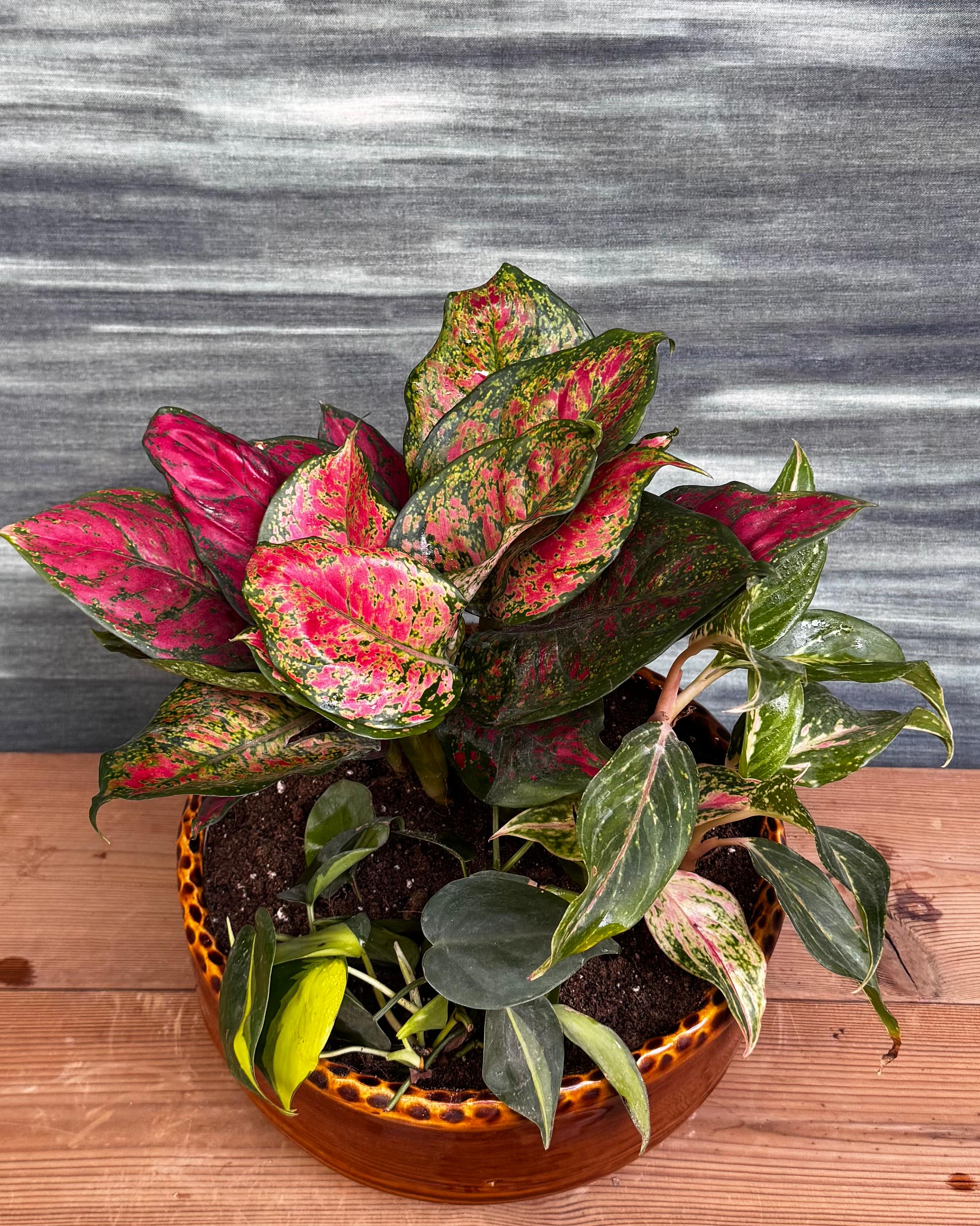 Aglaonemas & Brasil in Crooked Ceramic