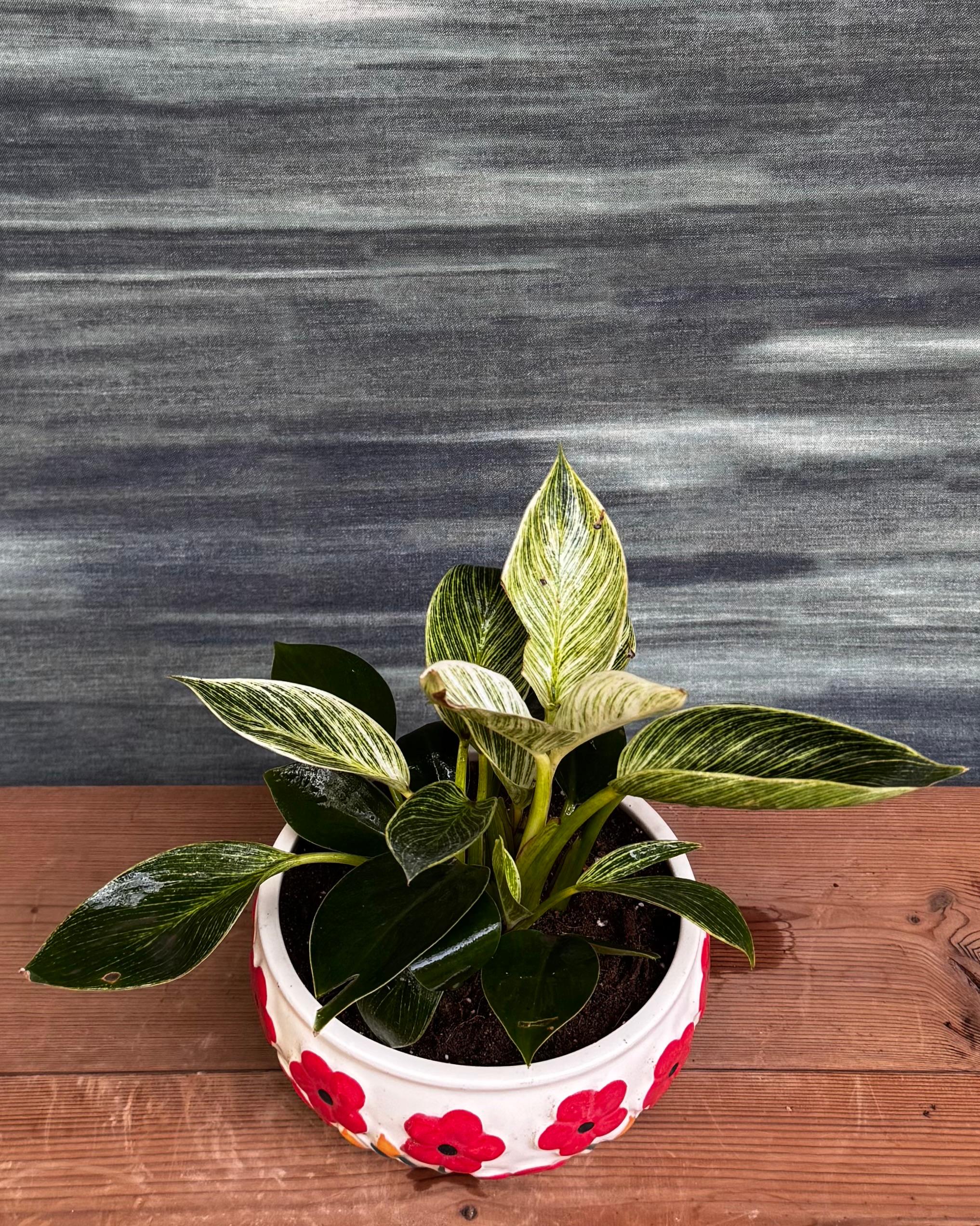 Philodendron Birkin in Ceramic Floral Bowl