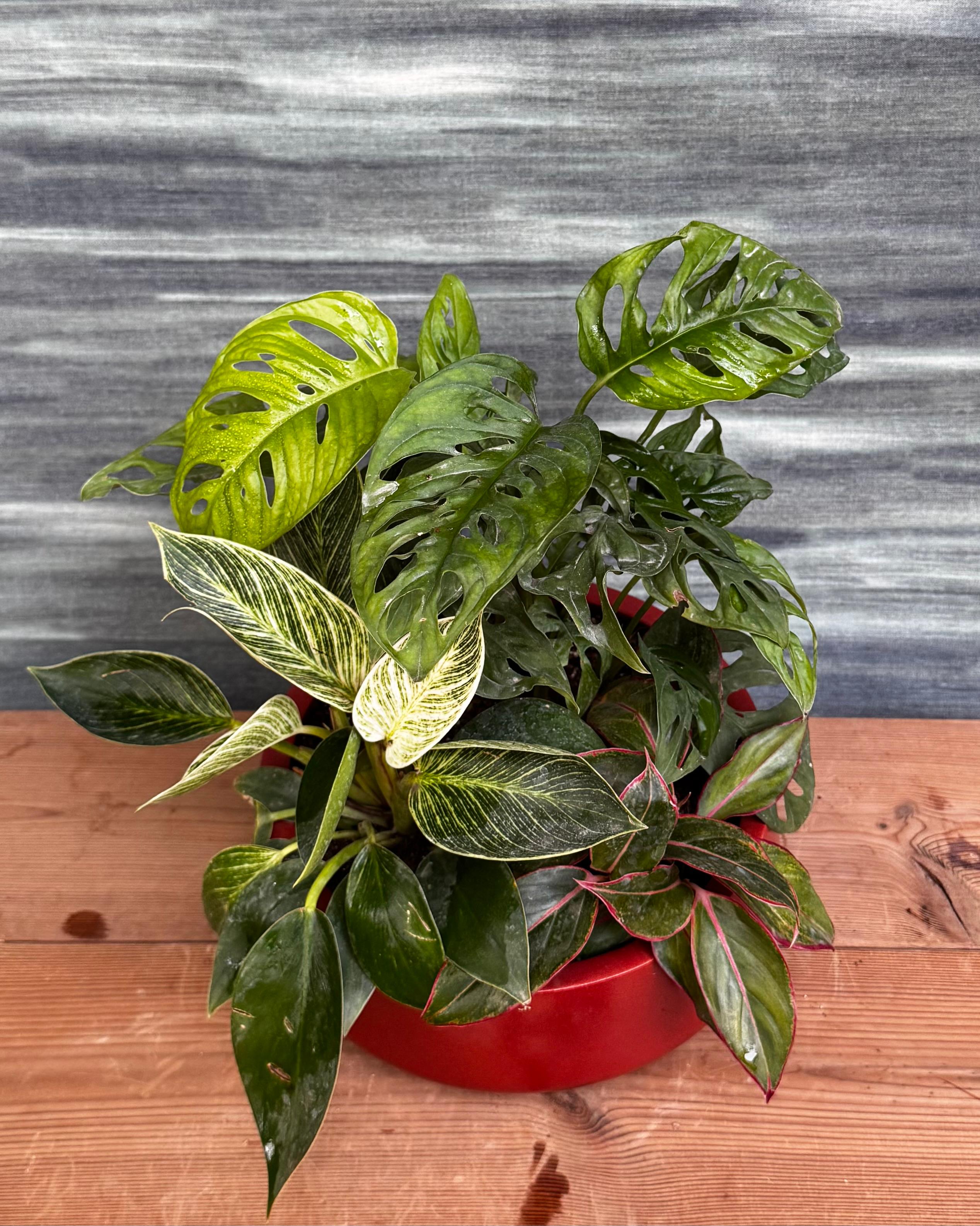 Green Trio in Fibre Pot