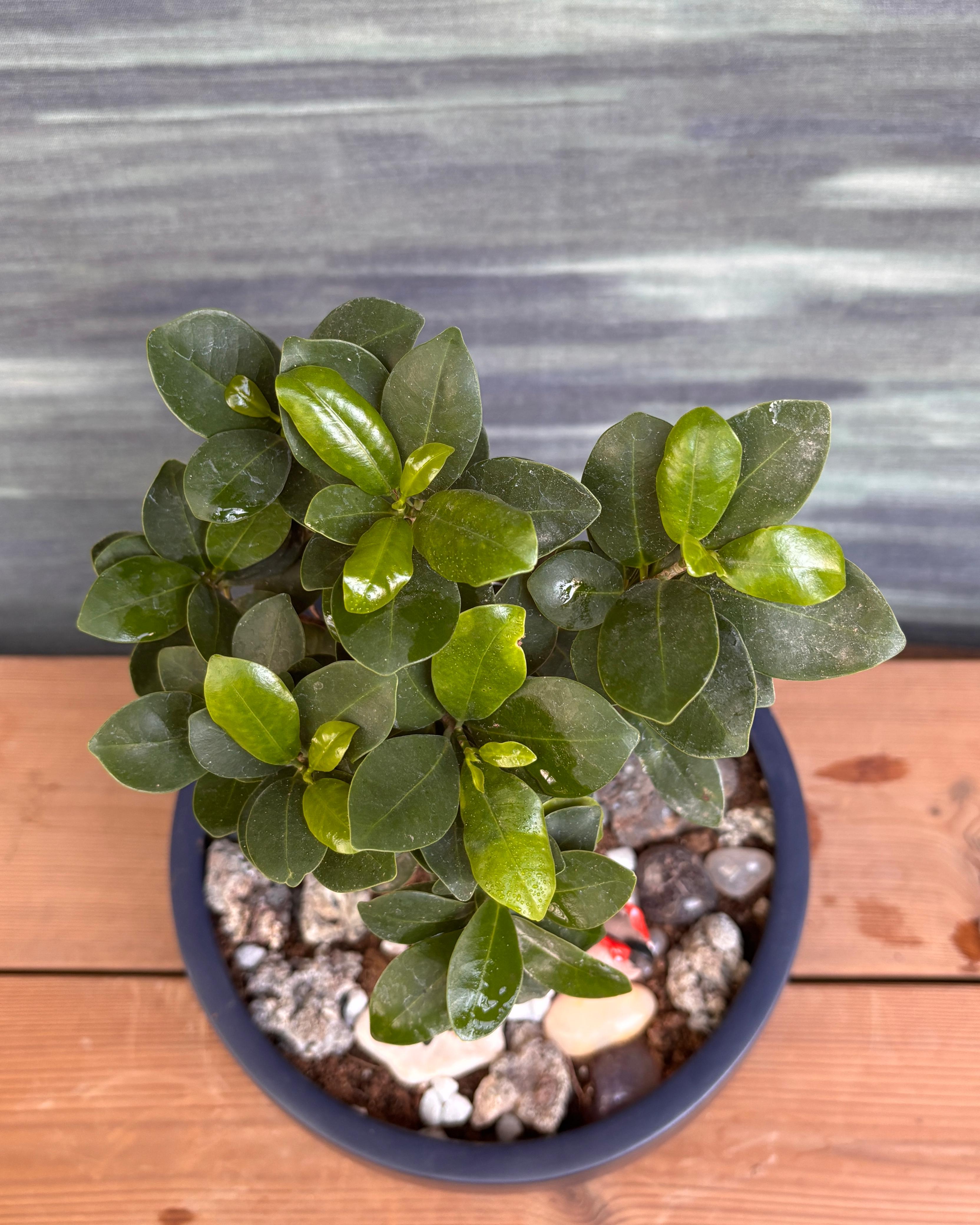 Ficus Ginseng Mickey Bonsai in Fibre Pot