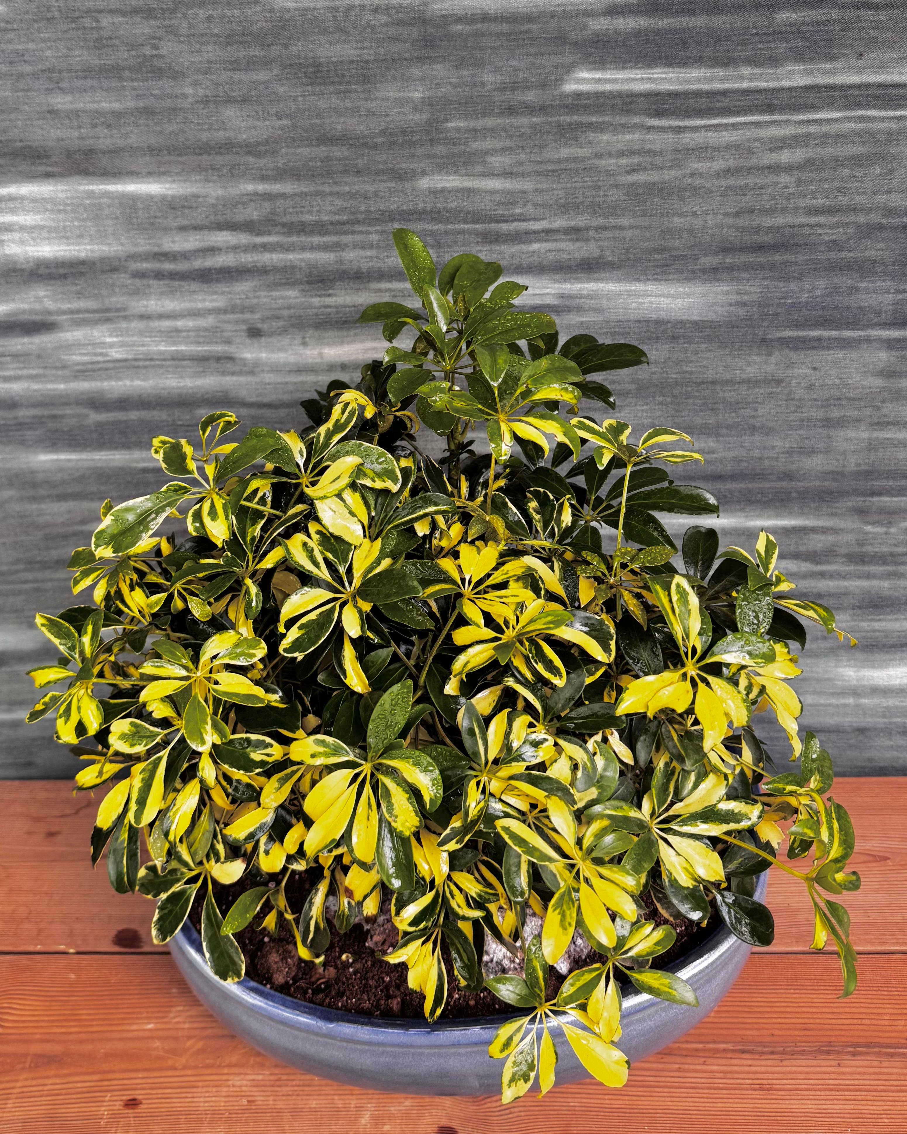 Schefflera Variegated in Blue Oval