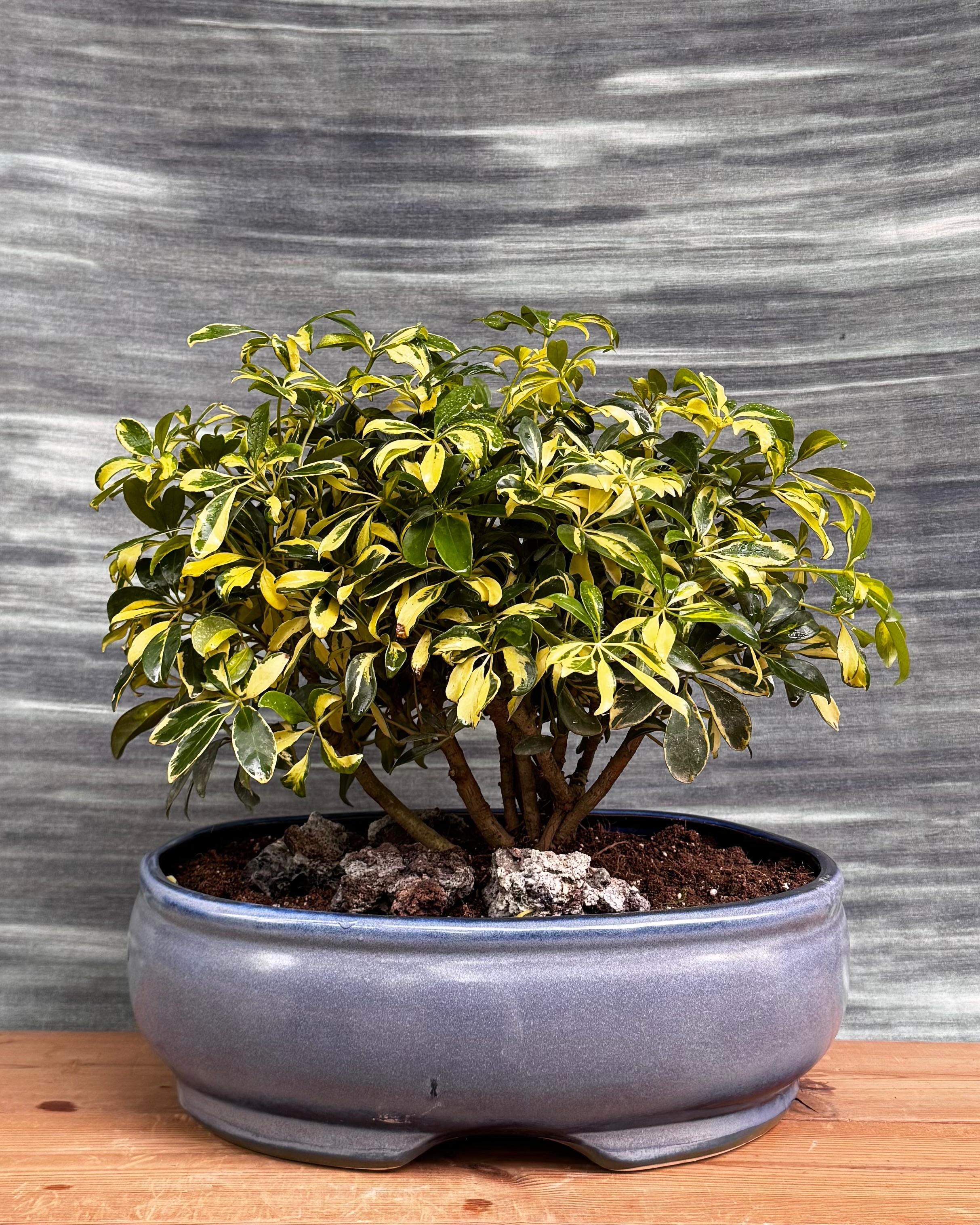Schefflera Variegated in Blue Oval