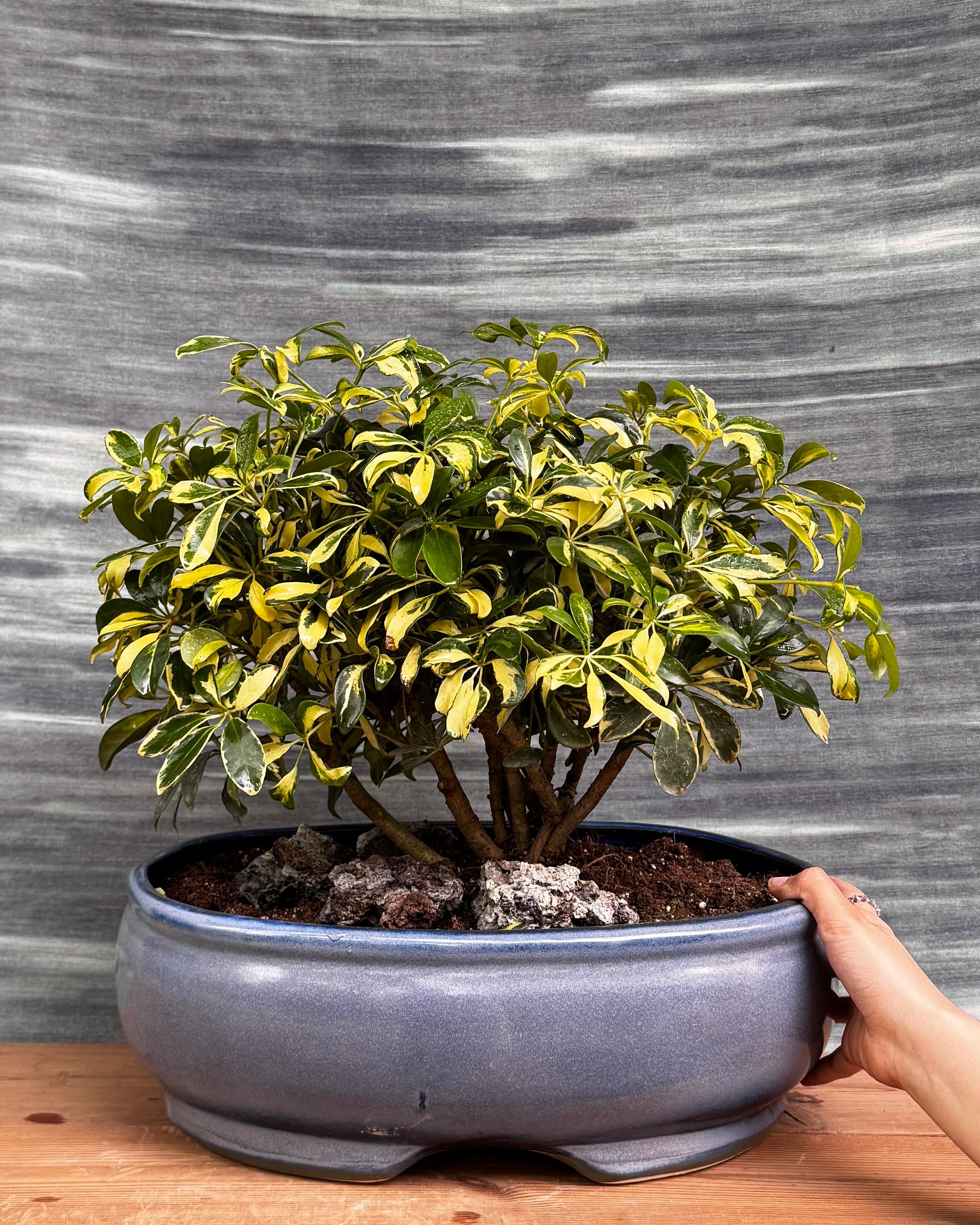 Schefflera Variegated in Blue Oval