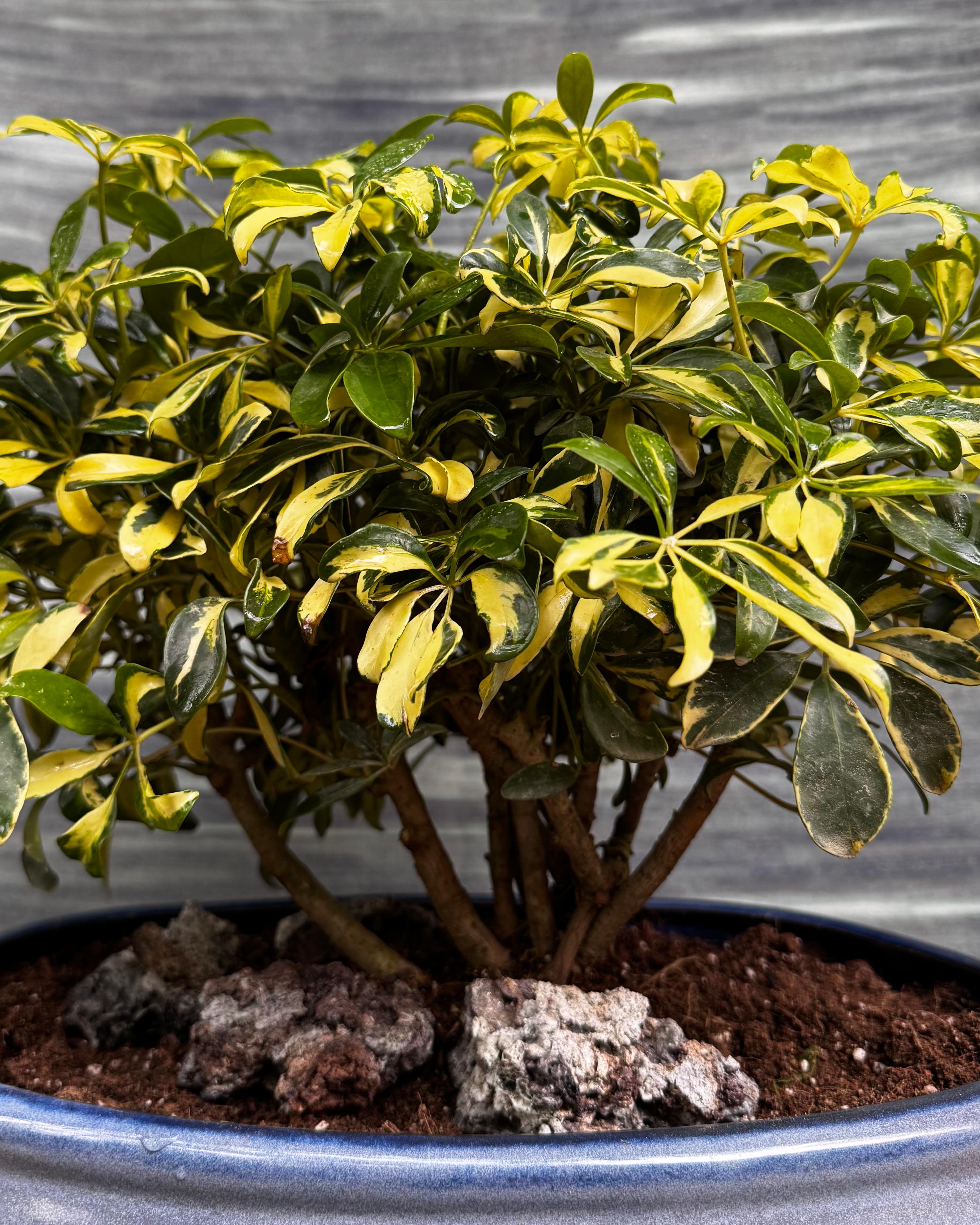 Schefflera Variegated in Blue Oval