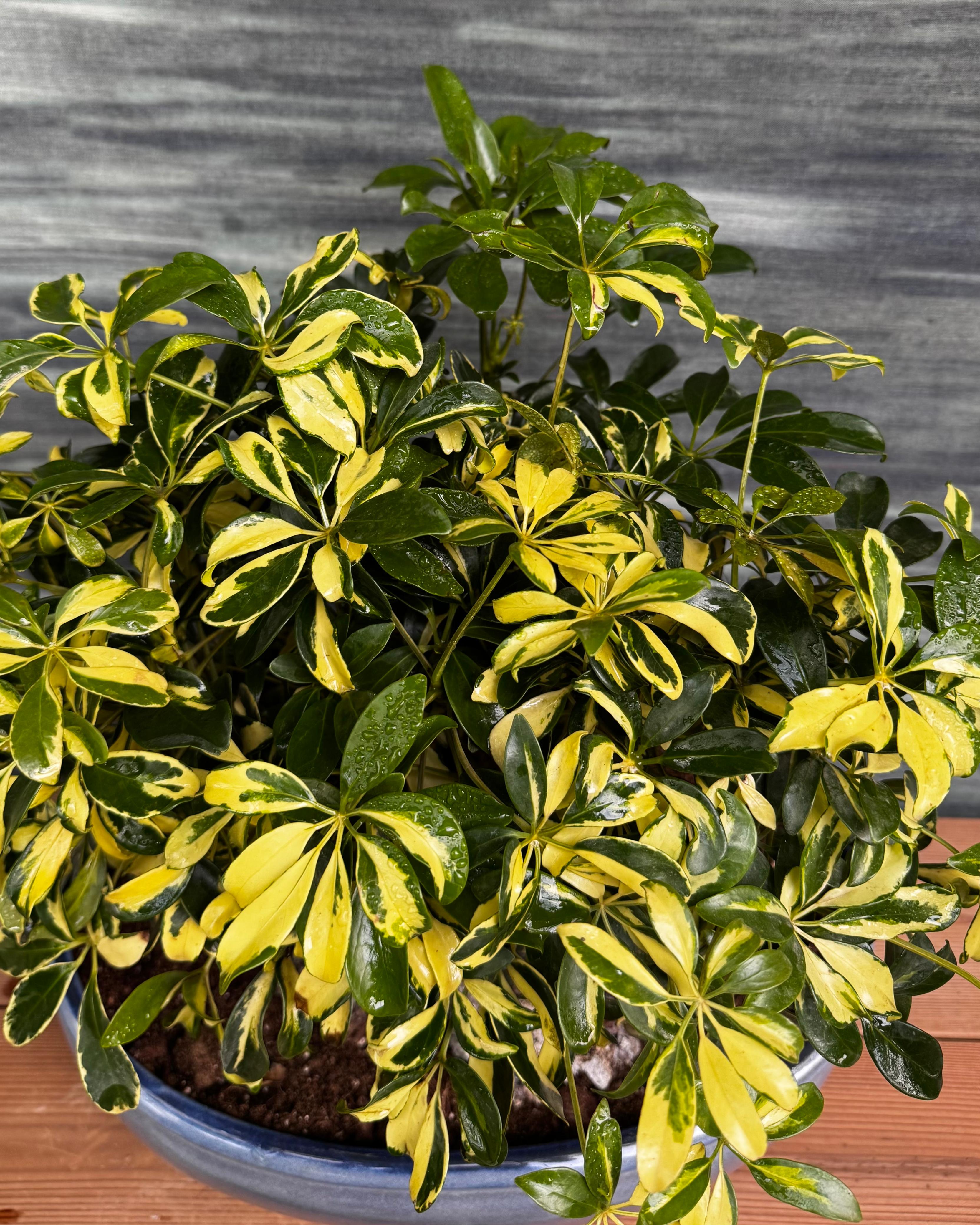 Schefflera Variegated in Blue Oval