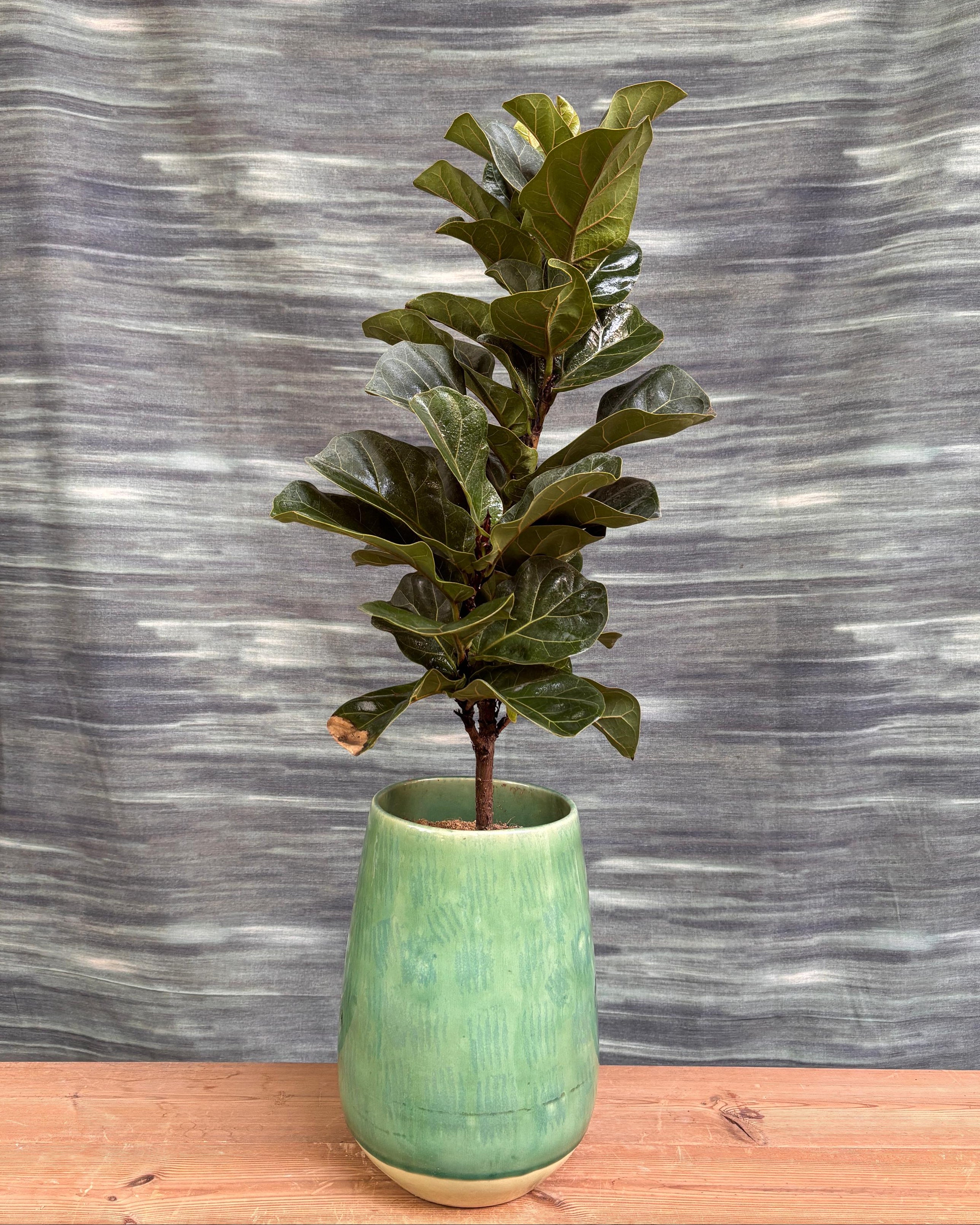 Fiddle Leaf Fig in Ceramic Mono Pot